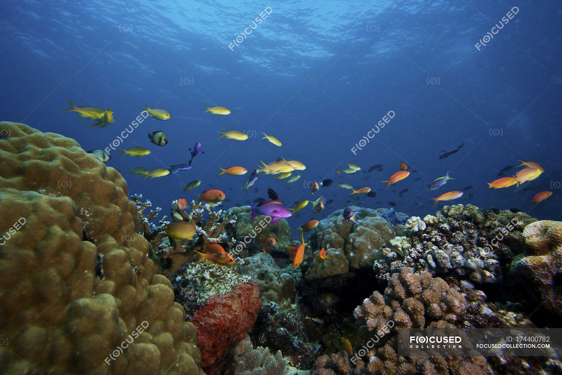 Orange Basslets swimming over reef — seascape, abundance - Stock Photo ...