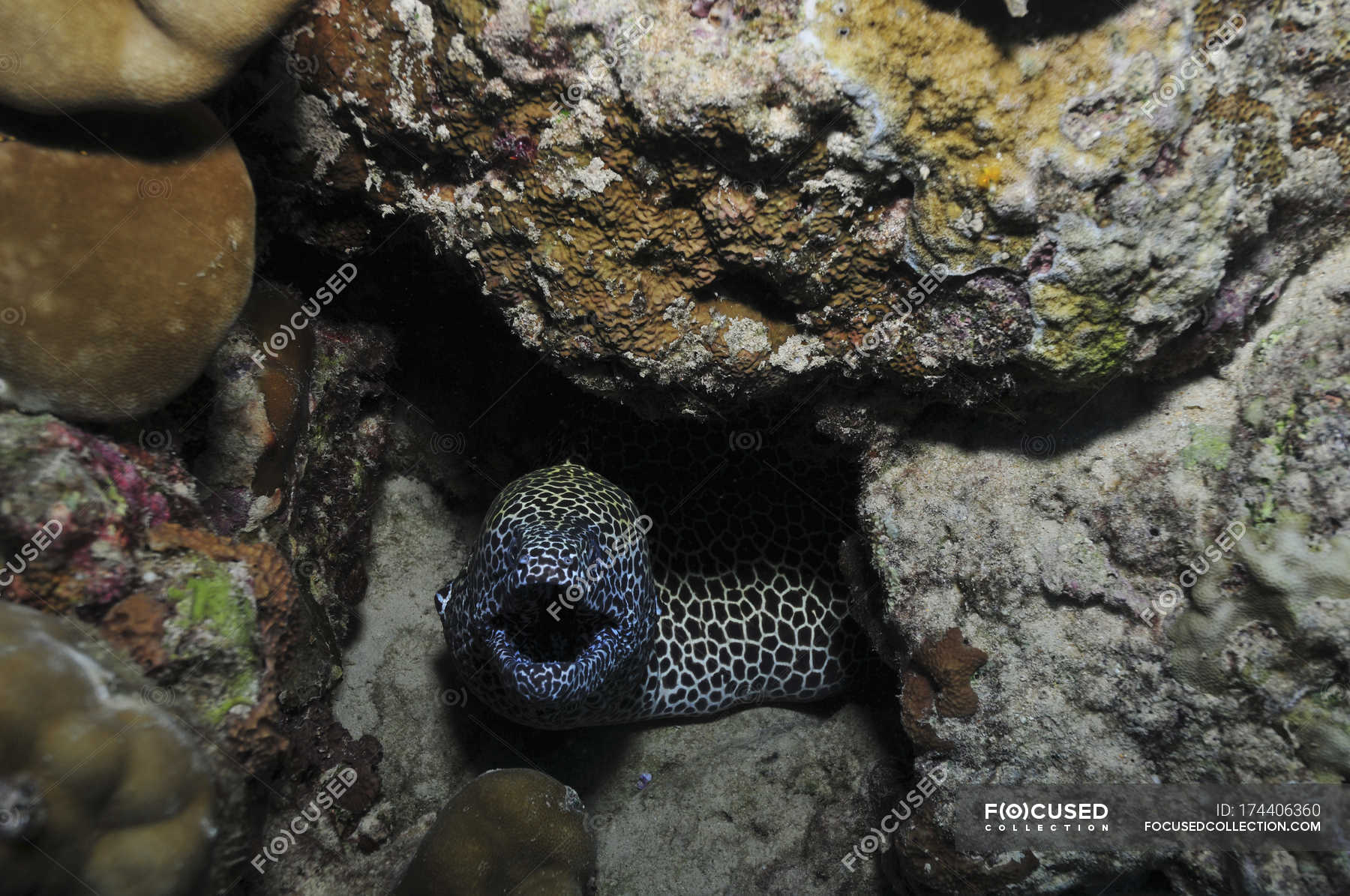 Leopard moray eel with opened mouth — animal mouth, hole - Stock Photo ...