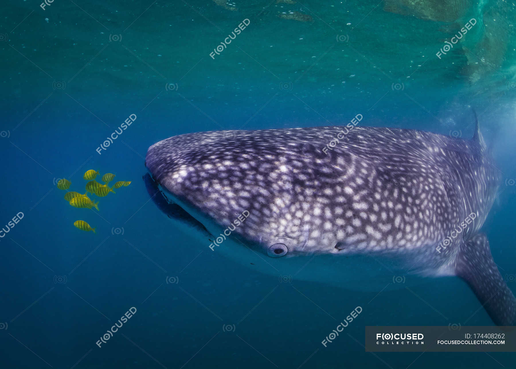 Whale shark feeding on fish — ichthyology, vulnerable species - Stock