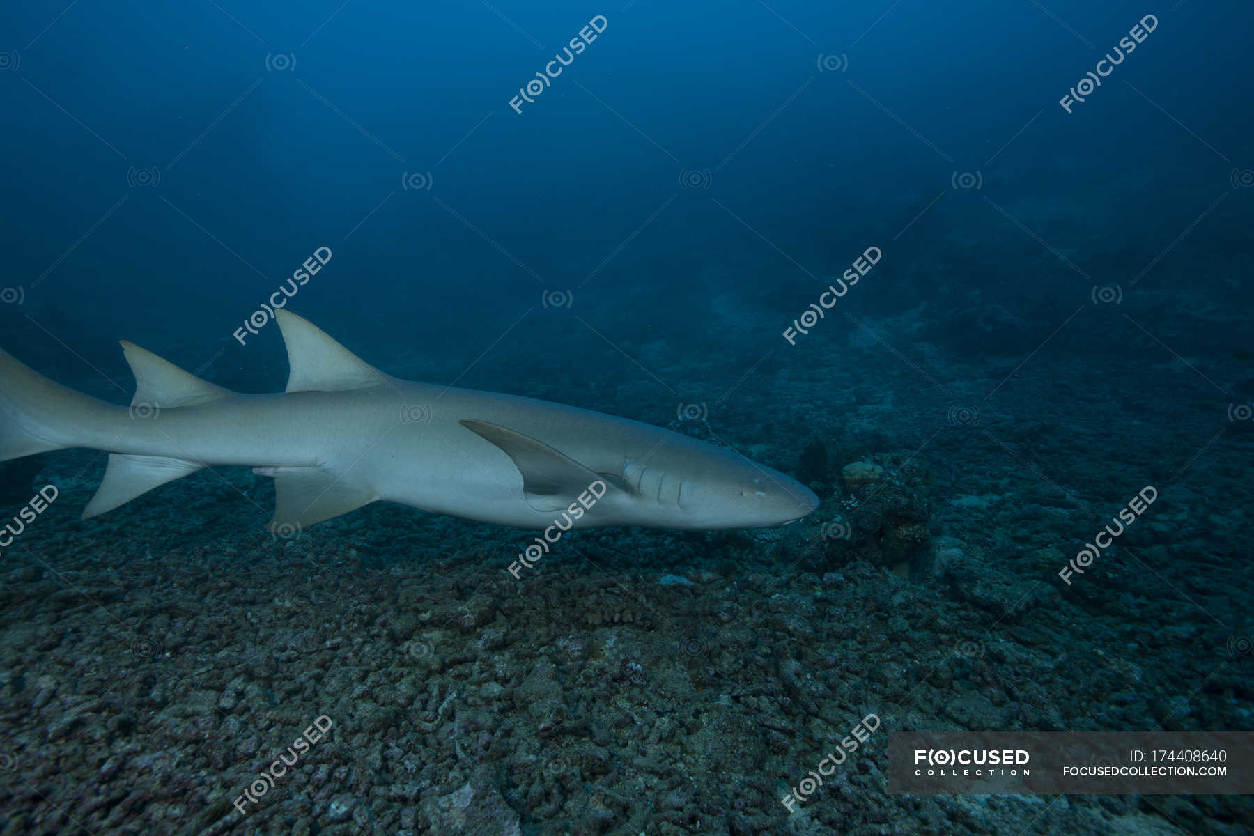 large-tawny-nurse-shark-sea-life-fish-stock-photo-174408640