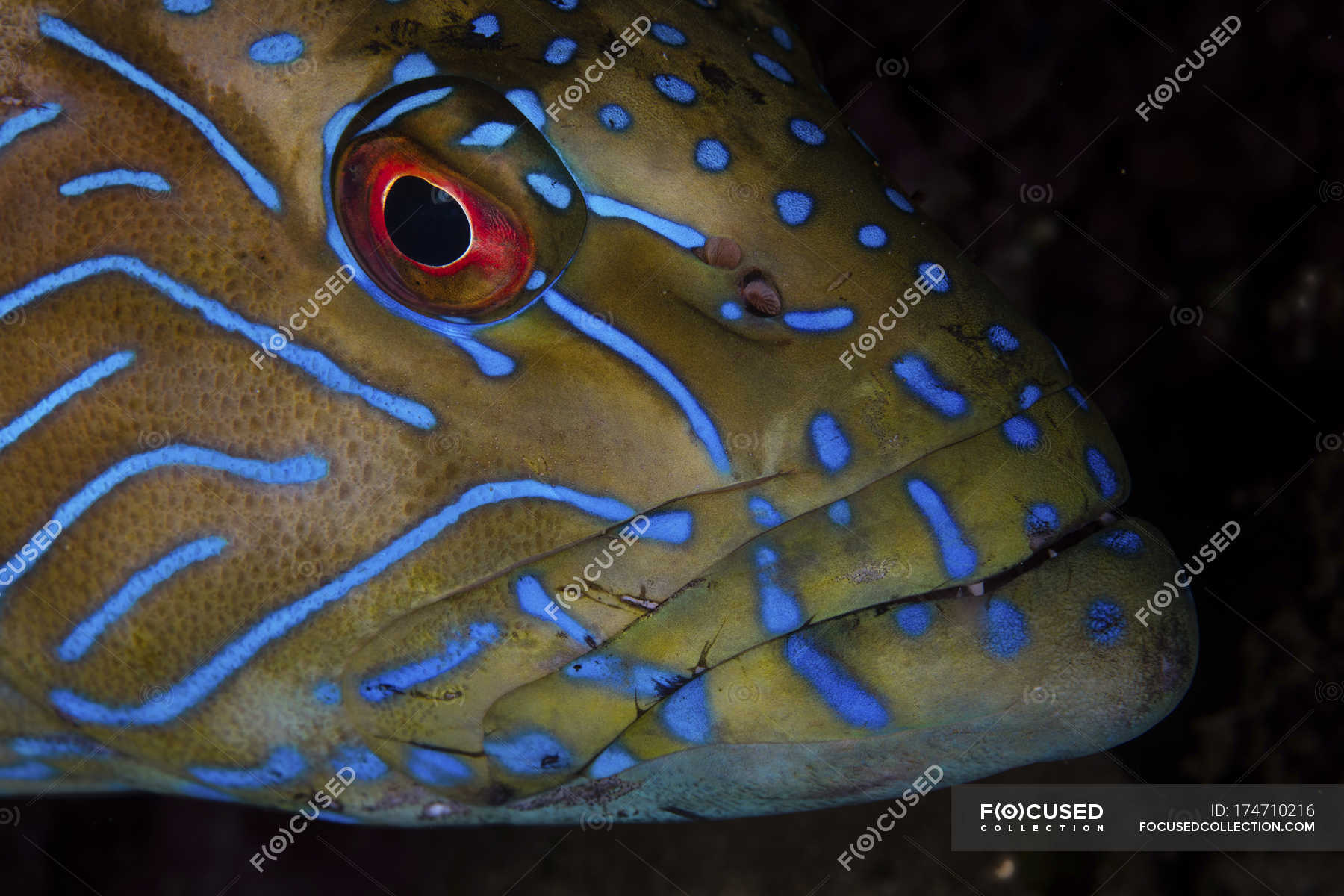 Blue line grouper closeup headshot — Actinopterygii, tropical fish