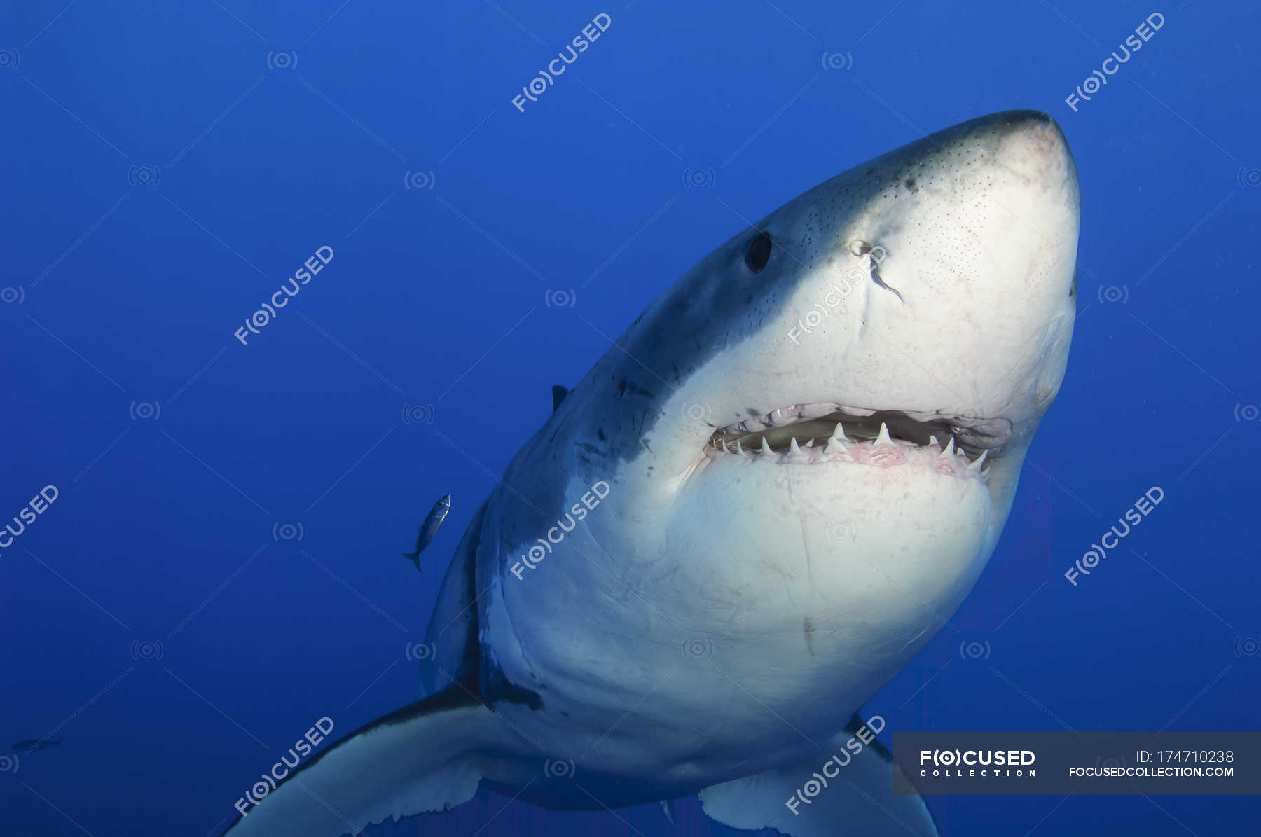 Female Great White Shark — threatened, female animal - Stock Photo ...