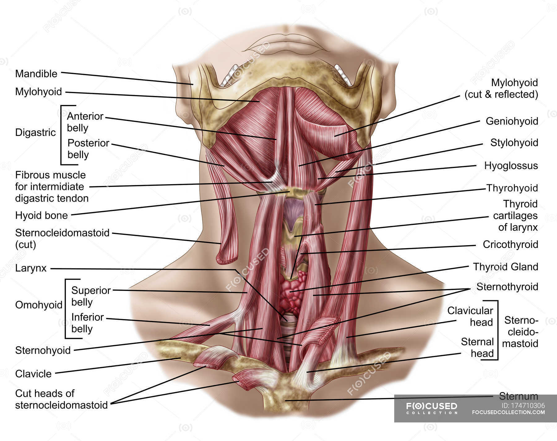 Подъязычные мышцы анатомия