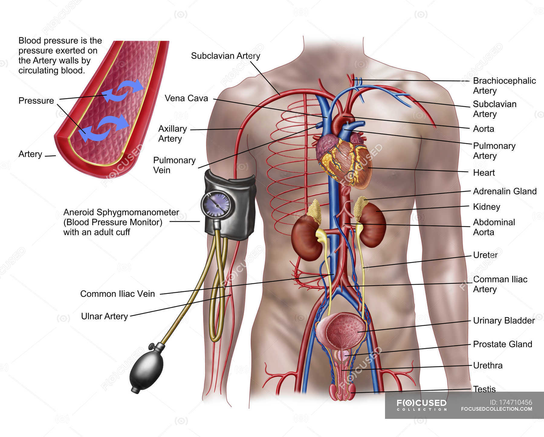 Blood pressure and circulatory system with labels — Blood Flow, gland