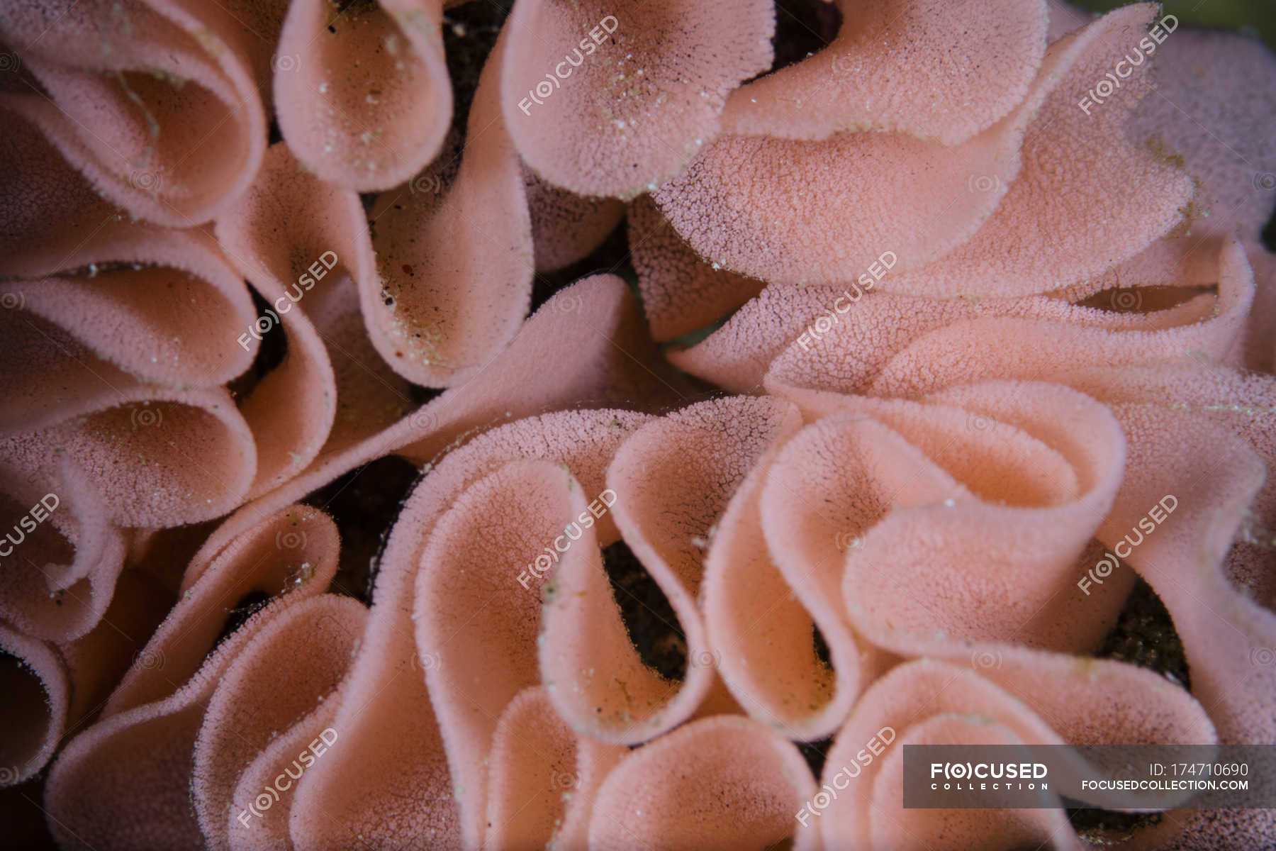 Egg coil of Spanish Dancer nudibranch — reproduction, coral triangle