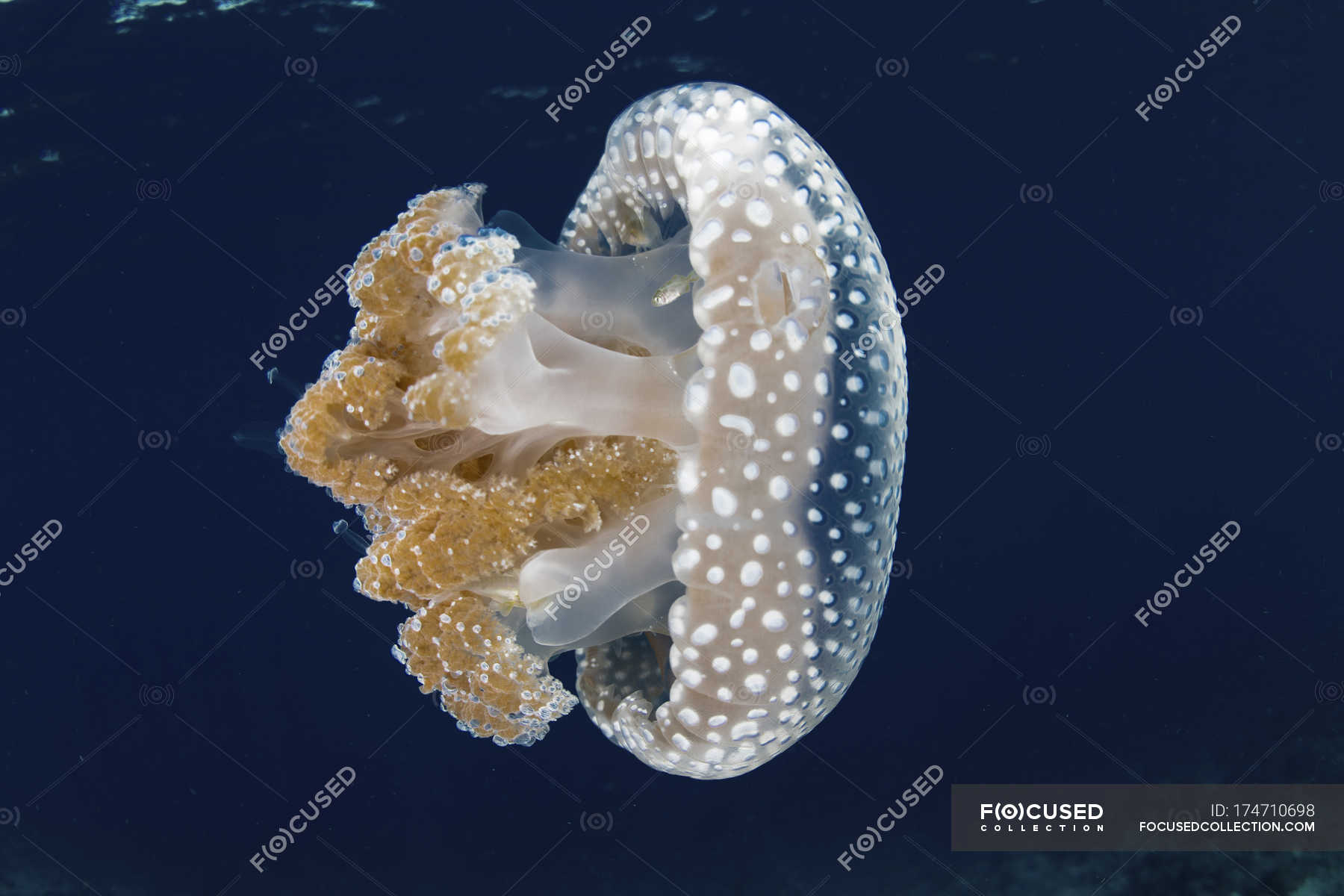 white spotted jellyfish invasive species