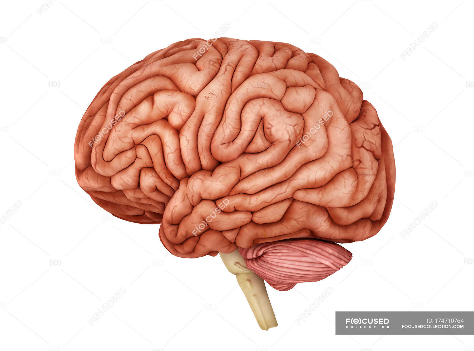 Anatomy of human brain on white background — medicine, neuroanatomy - Stock  Photo | #174710764