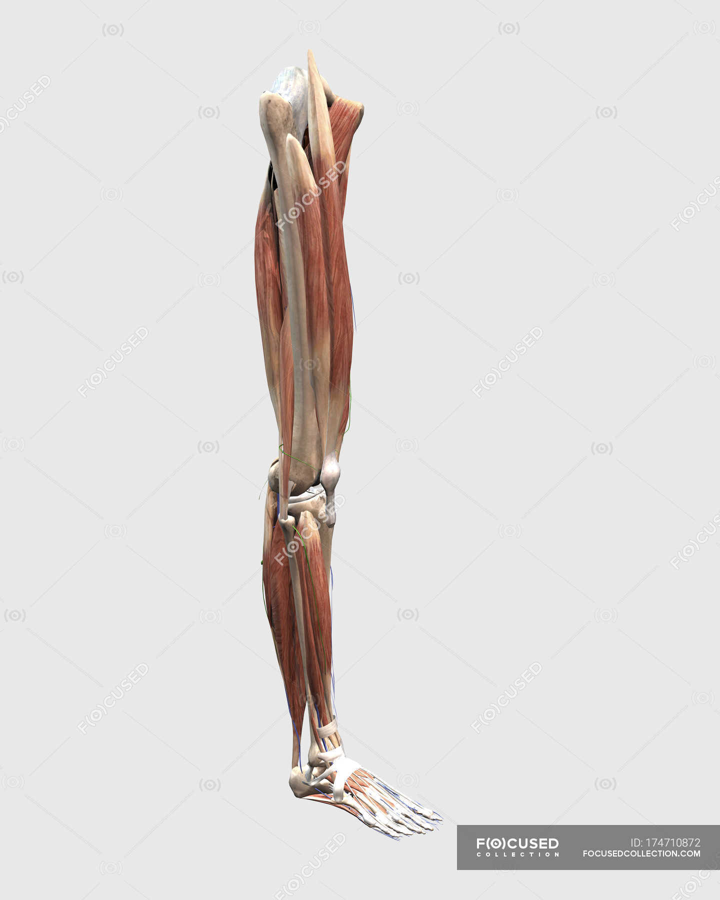 Muscles And Bones Of A Human Leg - Anatomy Of Leg And Foot Anatomy Of ...
