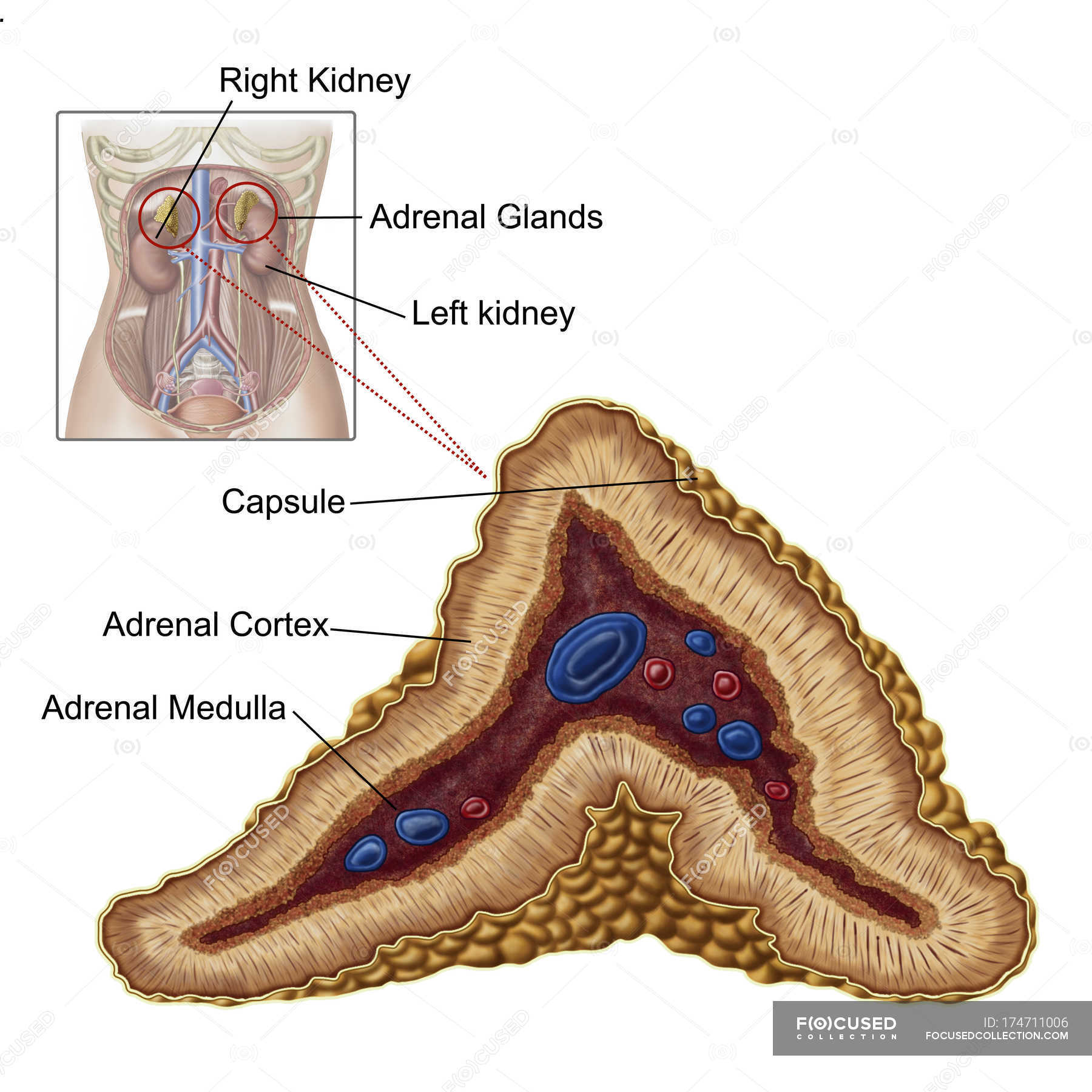 adrenal gland cortex