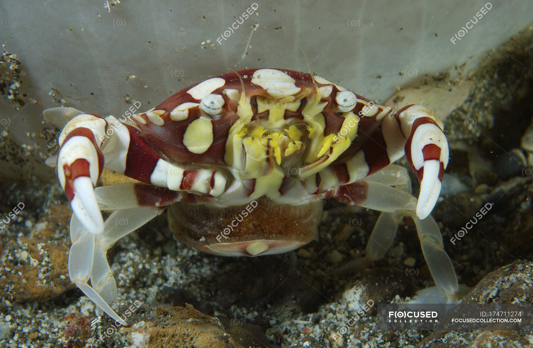 Harlequin crab releasing eggs — lembeh strait, close up Stock Photo