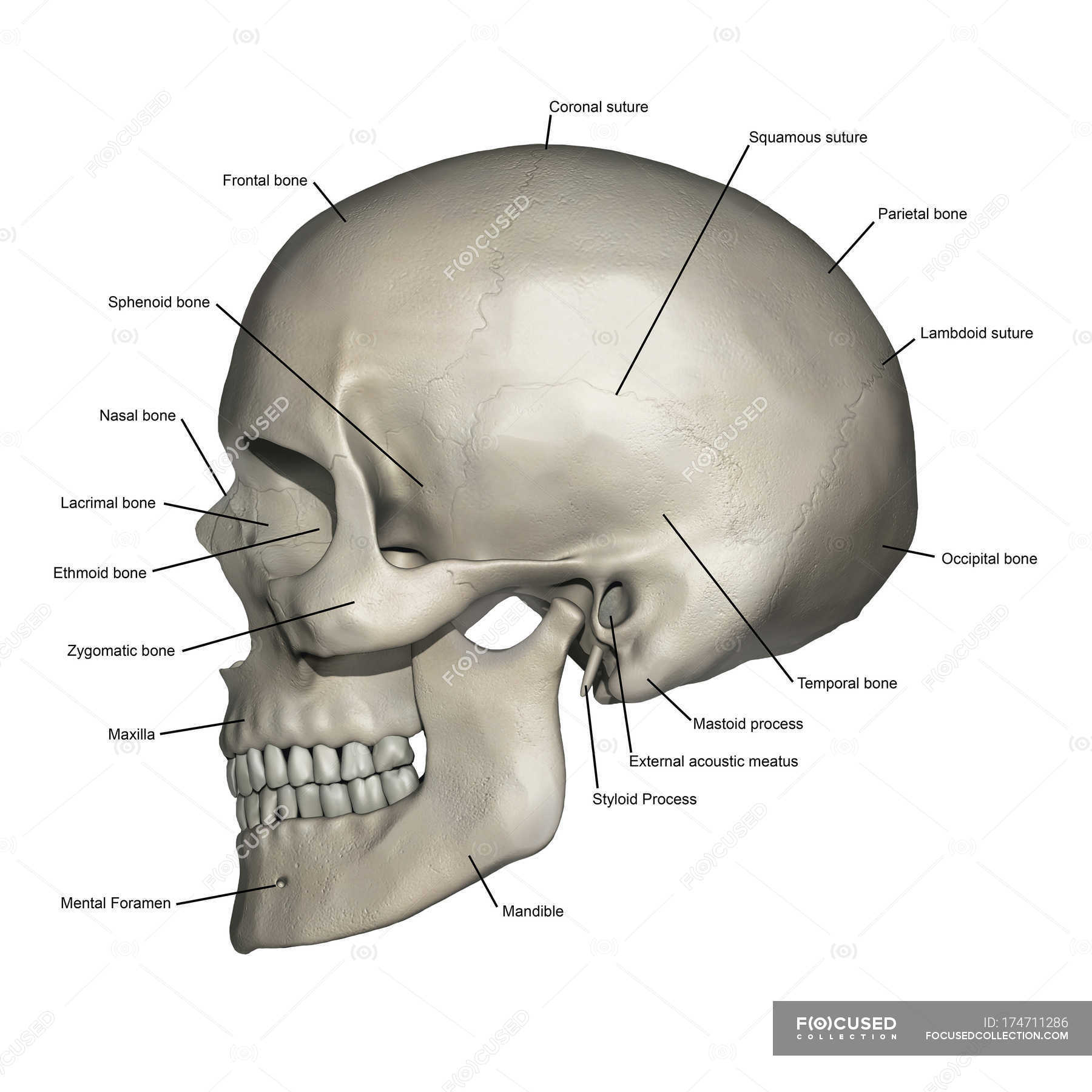 Lateral View Of Human Skull Anatomy With Annotations