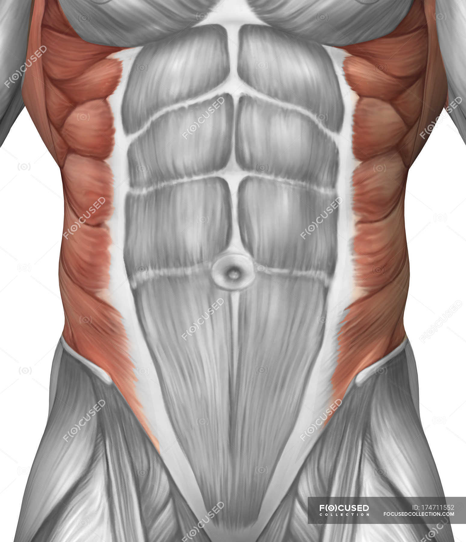Прямая мышца где. Переднебоковая стенка живота мышцы. Мышцы пресса. Прямые мышцы живота. Прямая мышца живота анатомия.