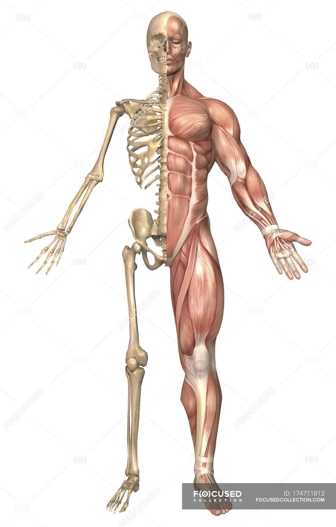 Medical illustration of the human skeleton and muscular ...