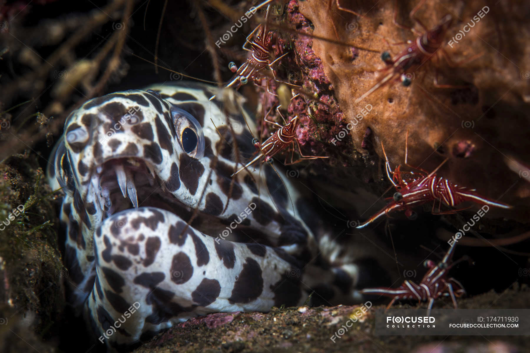 Cleaner shrimps with moray eel — nature, indonesia Stock Photo