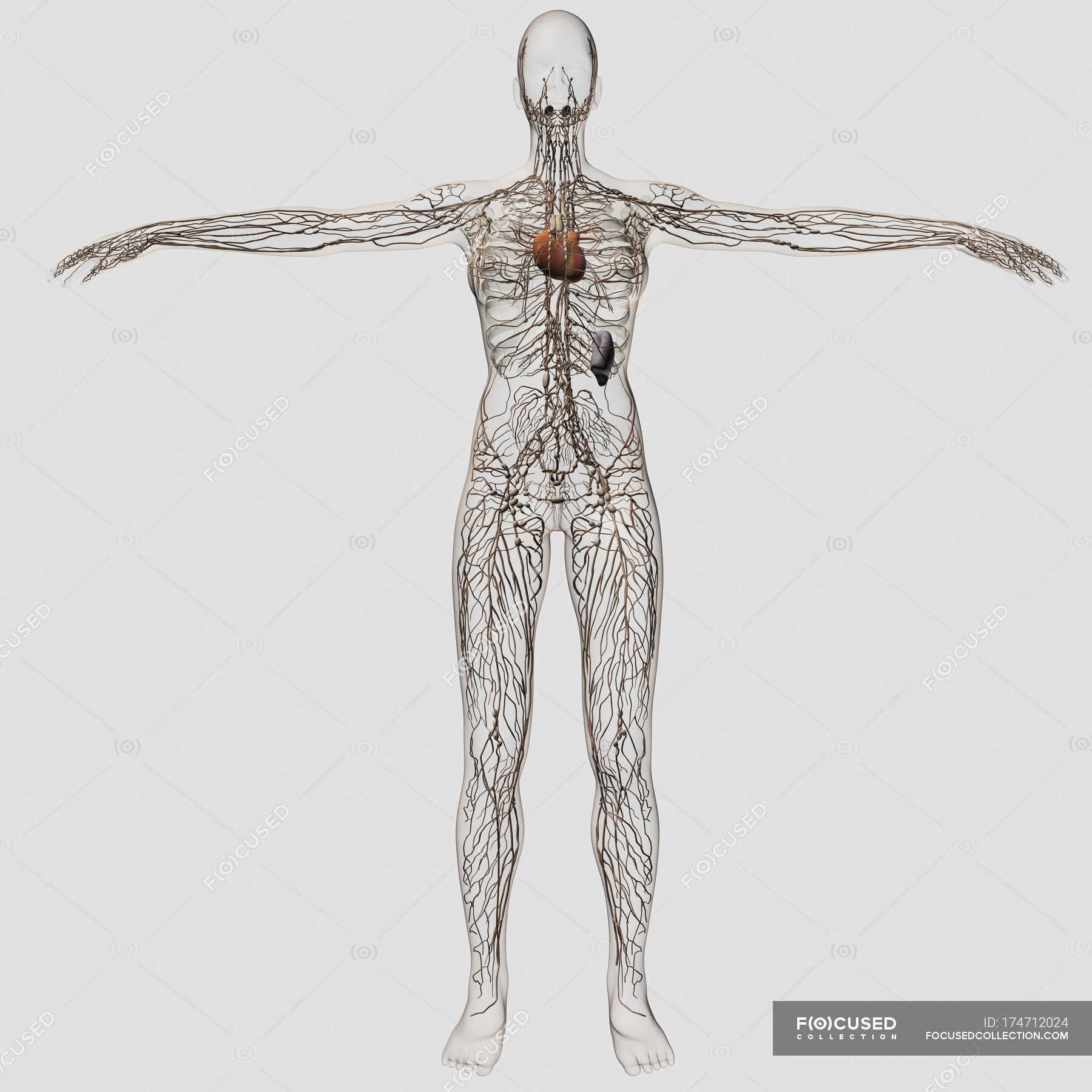 Deltopectoral lymph nodes Stock Photos, Royalty Free Images Focused