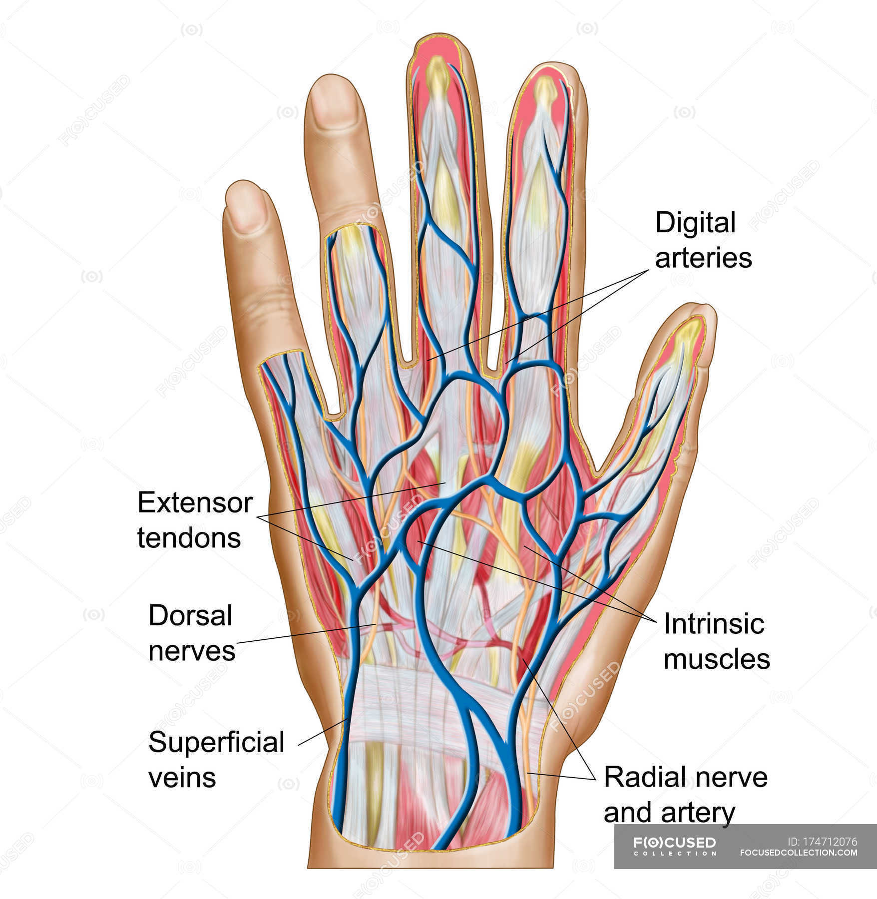 Anatomy of back of human hand — blood vessels, medical illustration