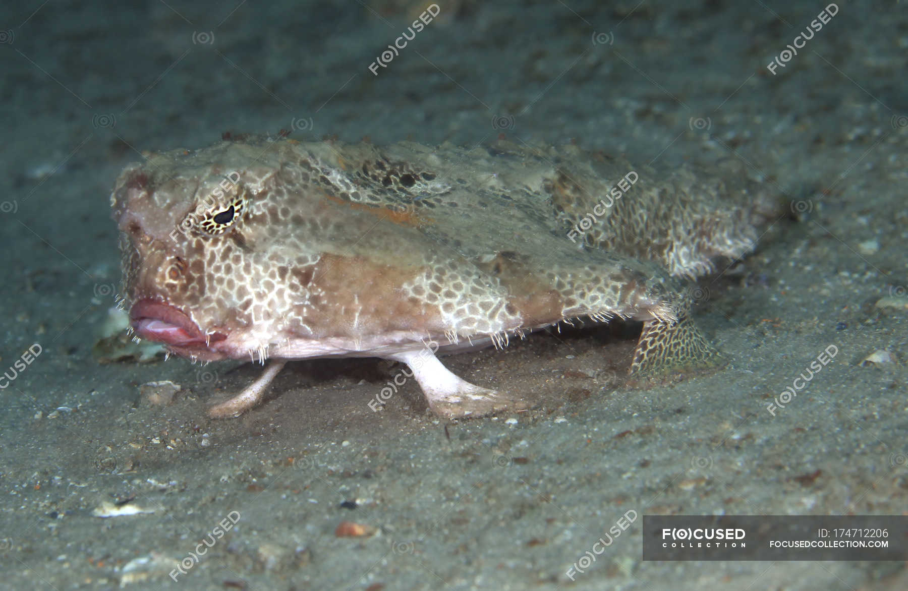 Polka-dot batfish standing on leg-like fins — horizontal, close up ...
