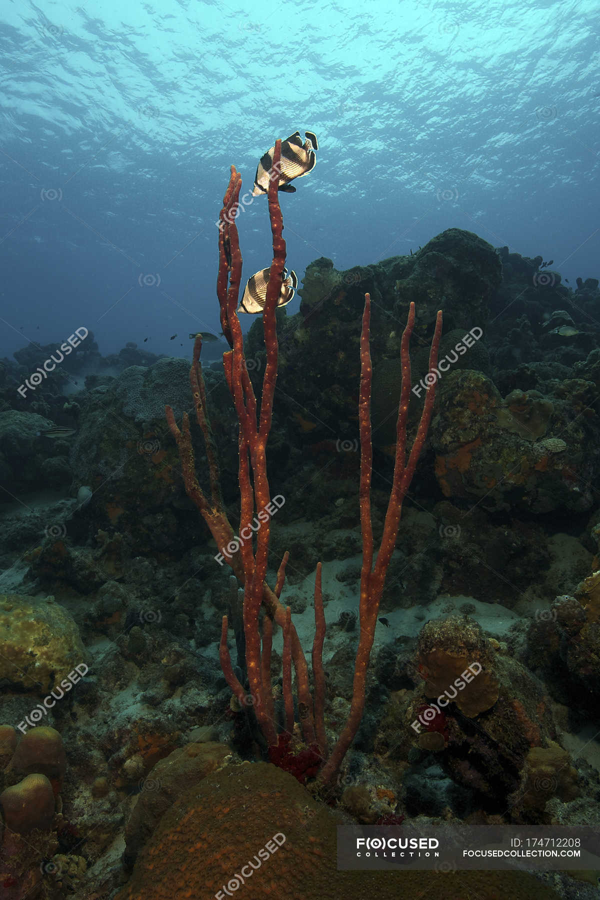 Banded Butterflyfish hovering over sea sponges — environment, vertical ...