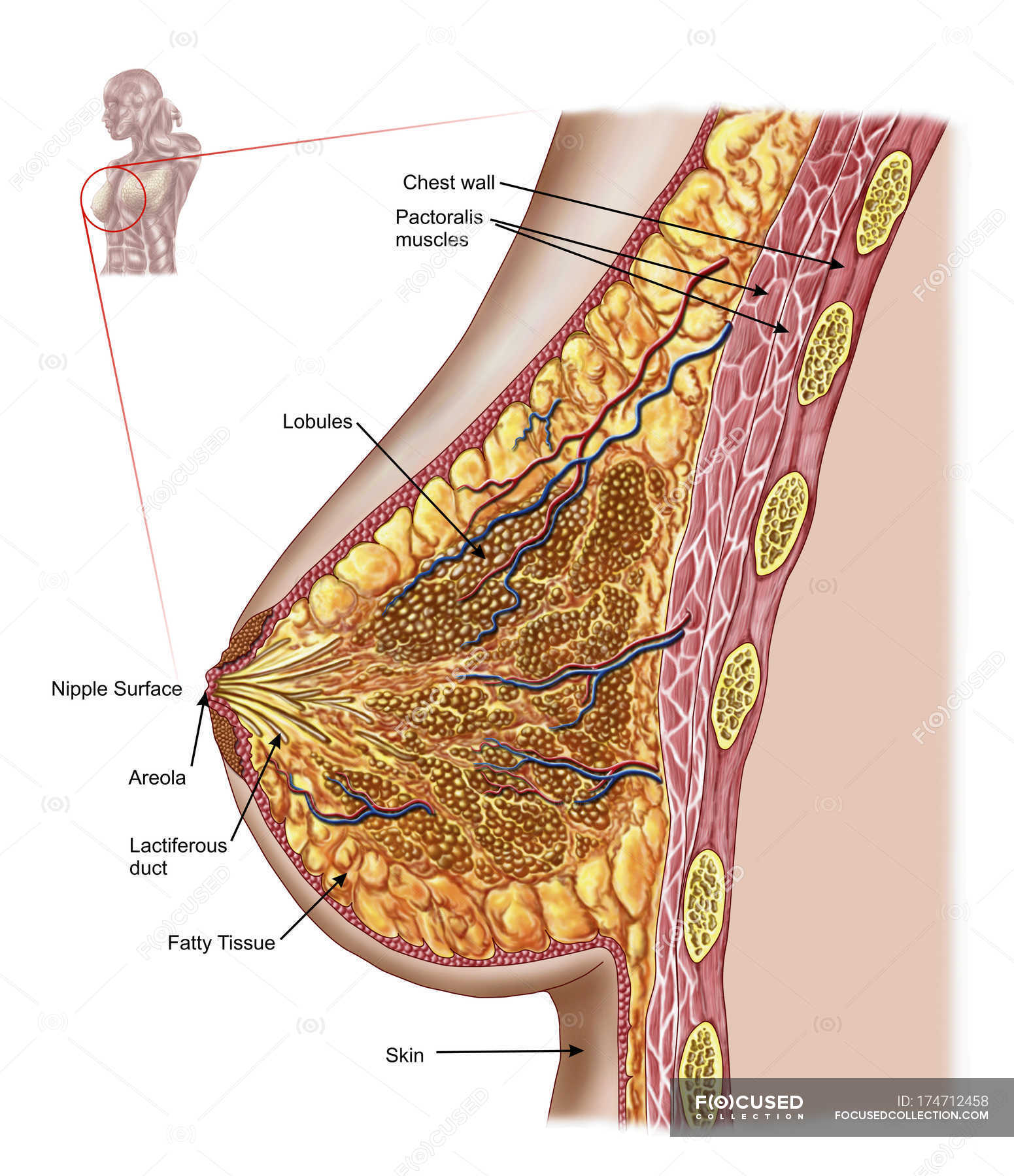 Анатомия грудных желез.