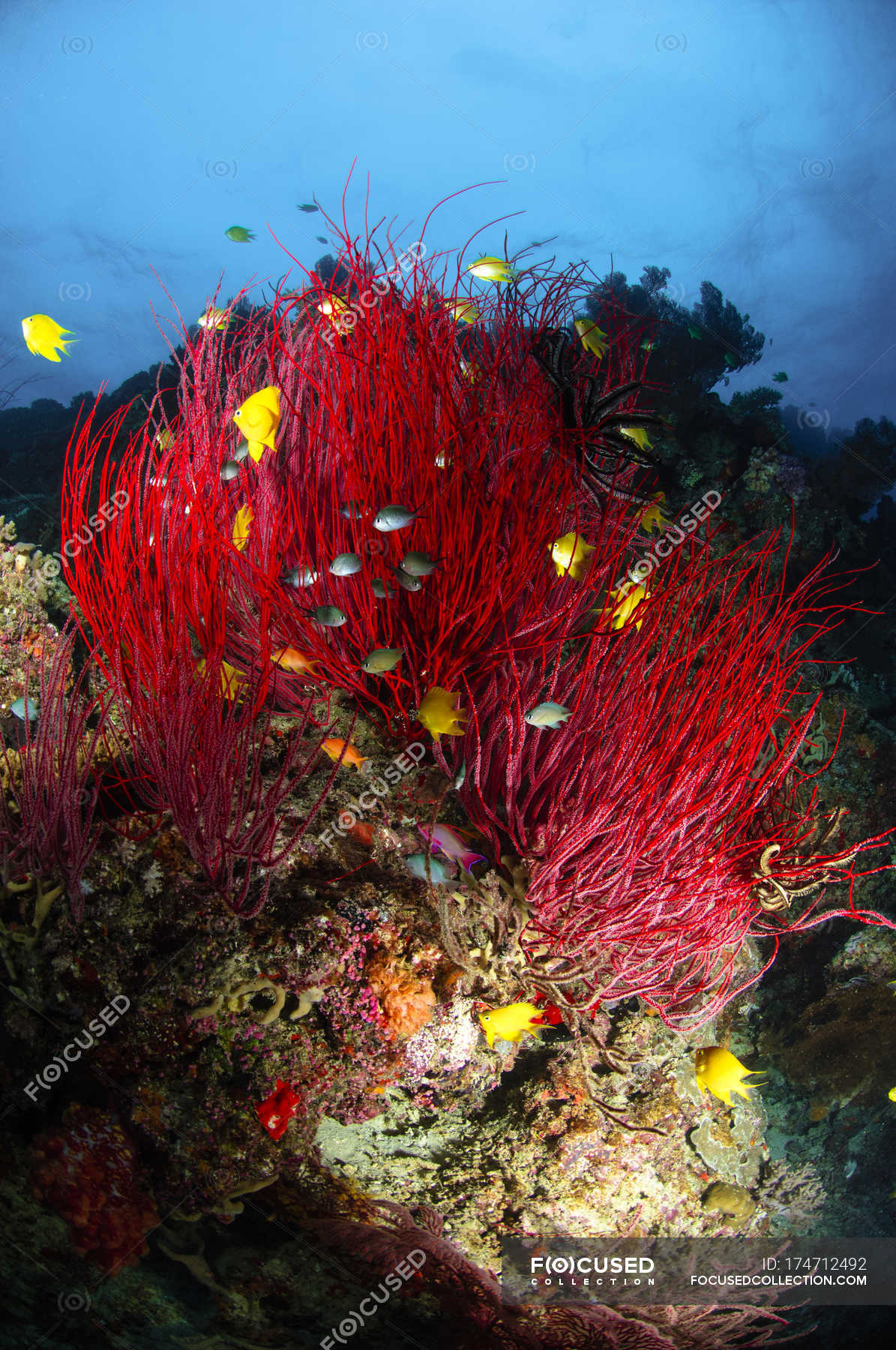 Sea whips and soft coral — whip coral, swimming - Stock Photo | #174712492