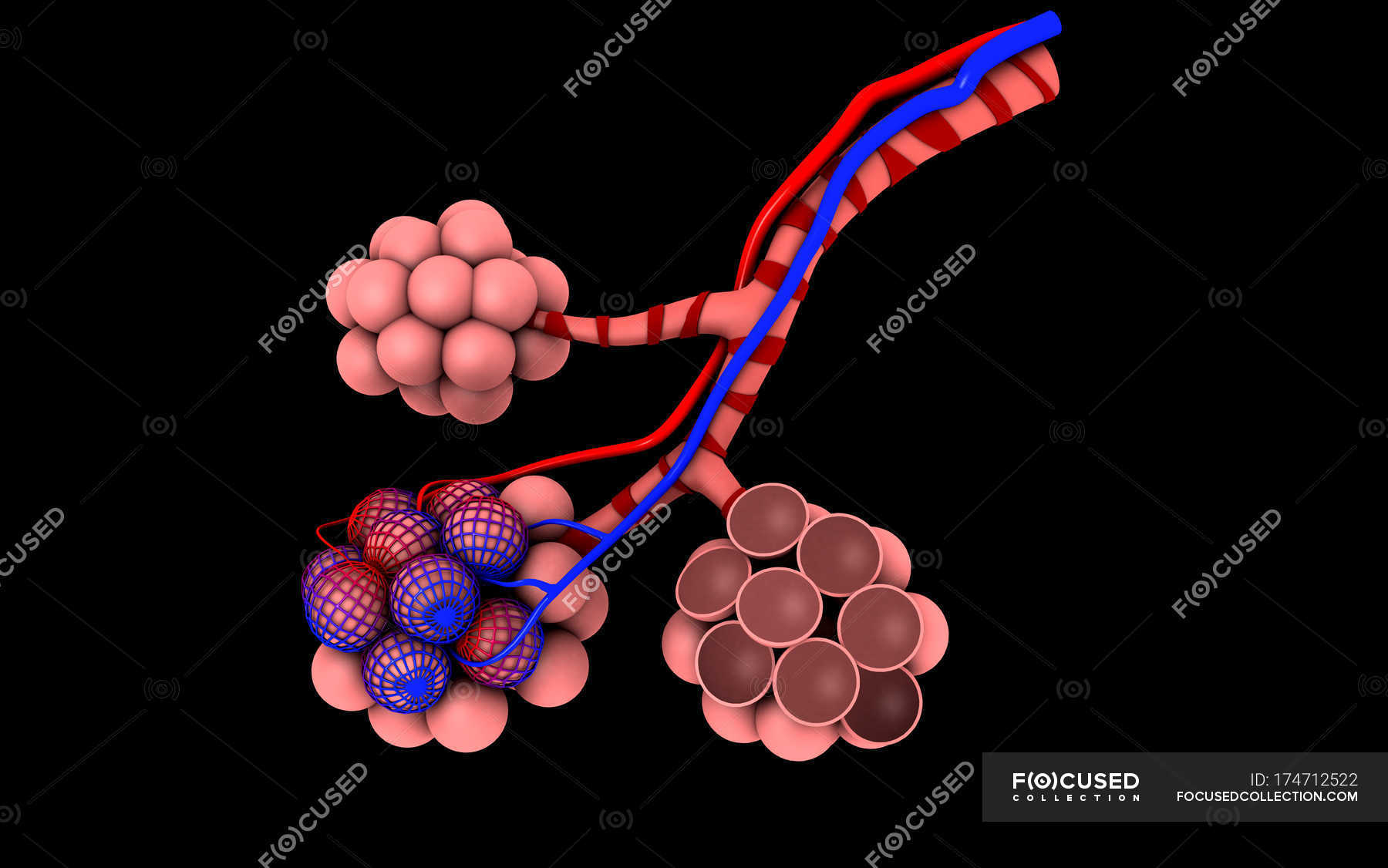 Medical illustration of alveoli on black background — respiratory tree ...