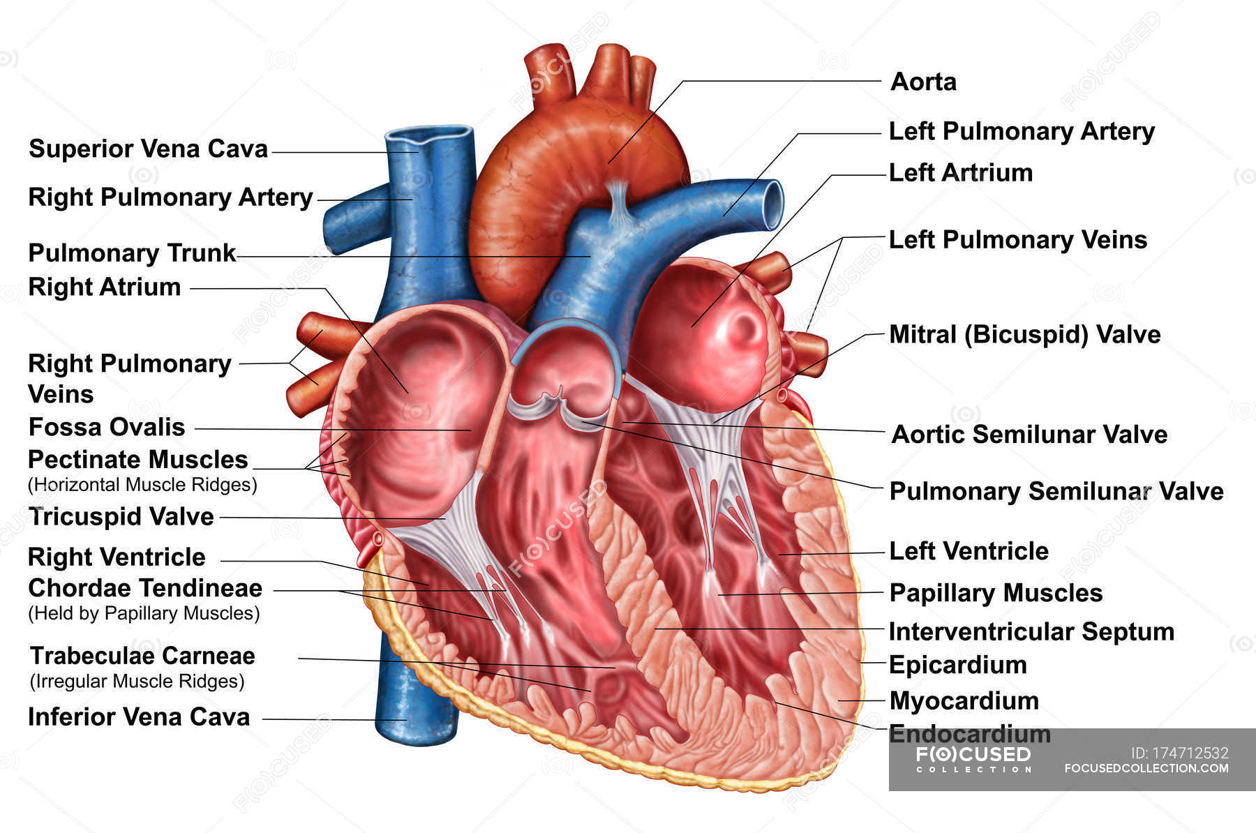 Anatomy of heart interior with labels — cross section, blood vessels
