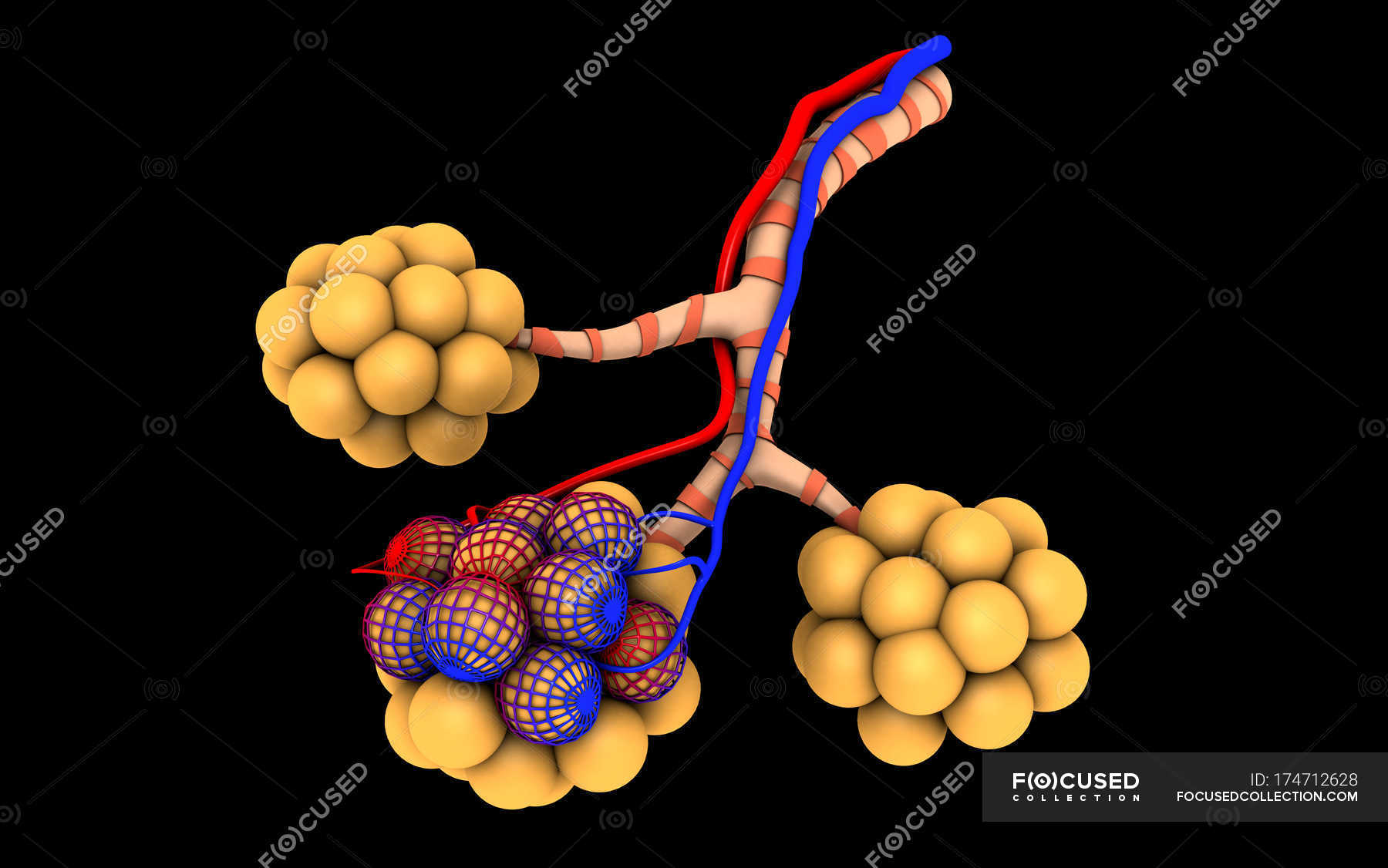 Medical illustration of alveoli on black background — atrium ...