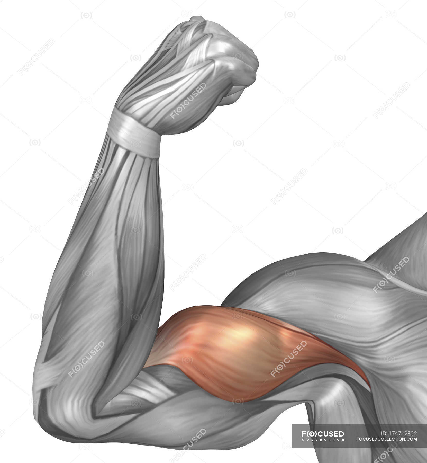 Мышцы бицепса рисунок. Мышцы бицепса анатомия. Бицепс двуглавая мышца. Мышцы руки анатомия бицепс. Мышцы согнутой руки.