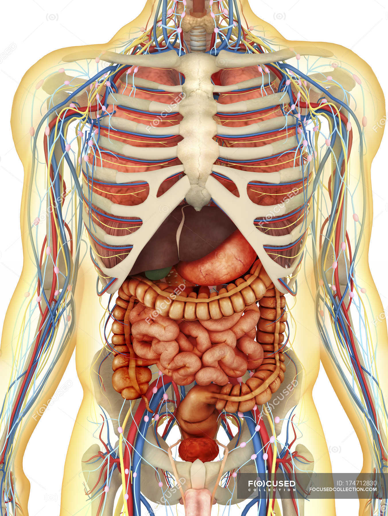 Transparent human body with internal organs, nervous, lymphatic and