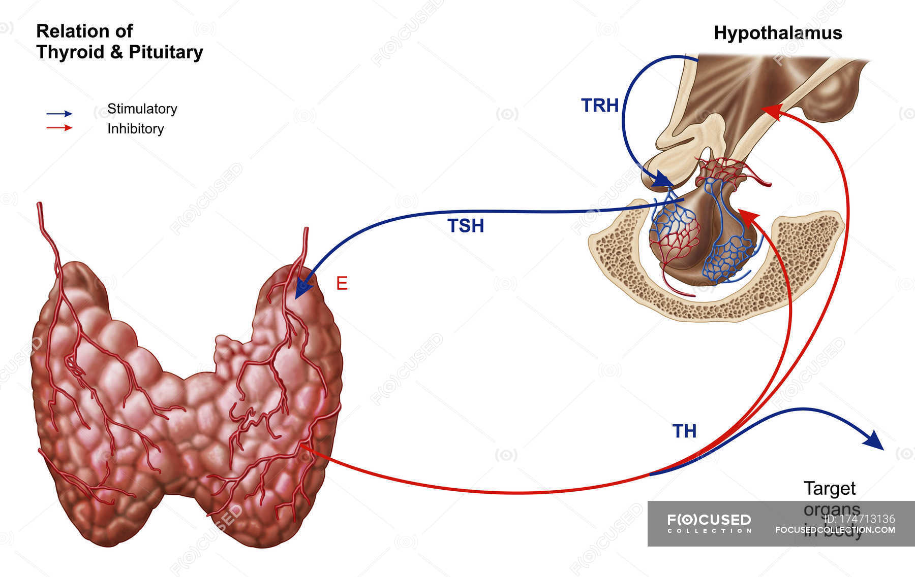 relation-of-thyroid-and-pituitary-gland-medicine-hormones-stock