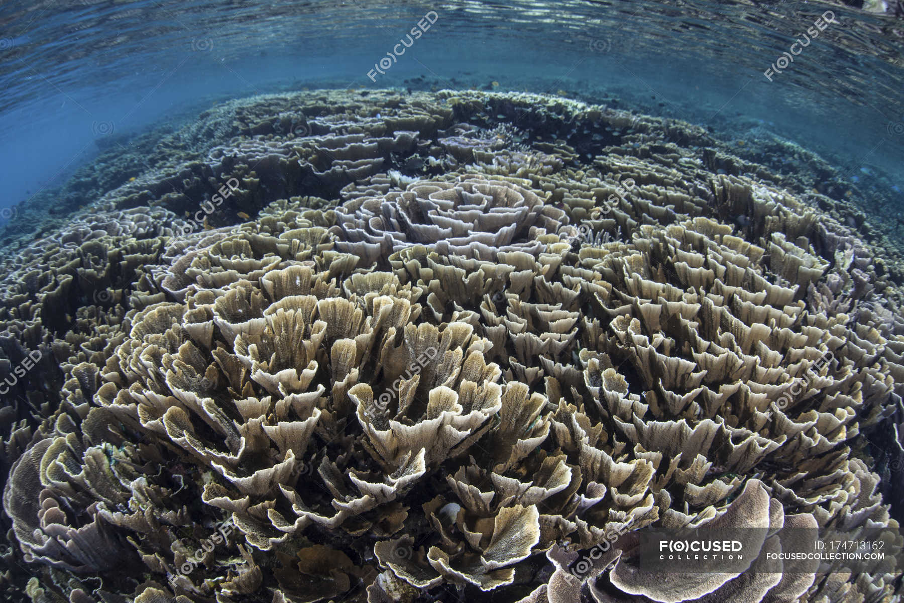 Fragile Corals In Shallow Water — Komodo National Park, Outdoors ...