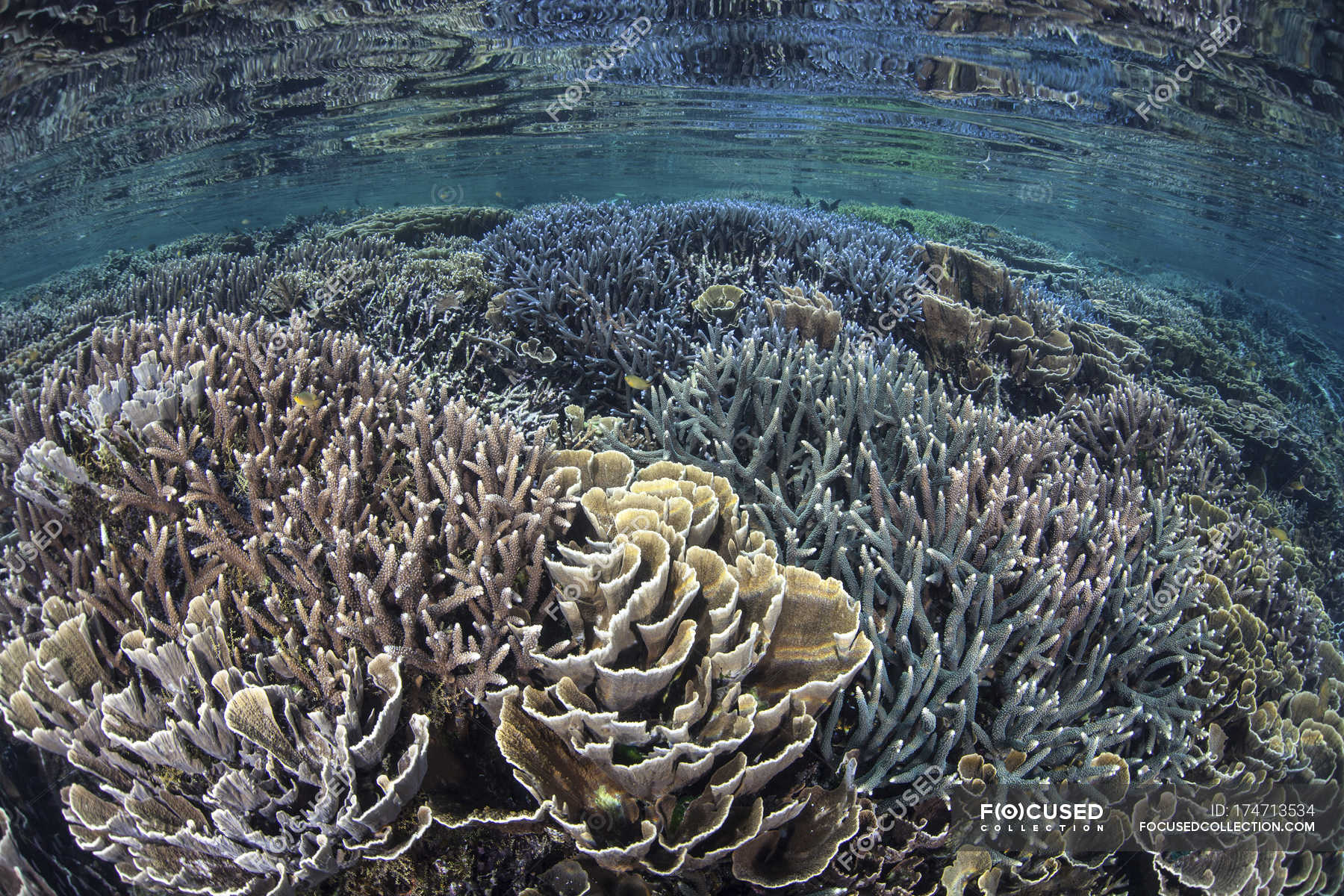 Fragile Corals In Shallow Water — Komodo Island, Southeast Asia - Stock ...