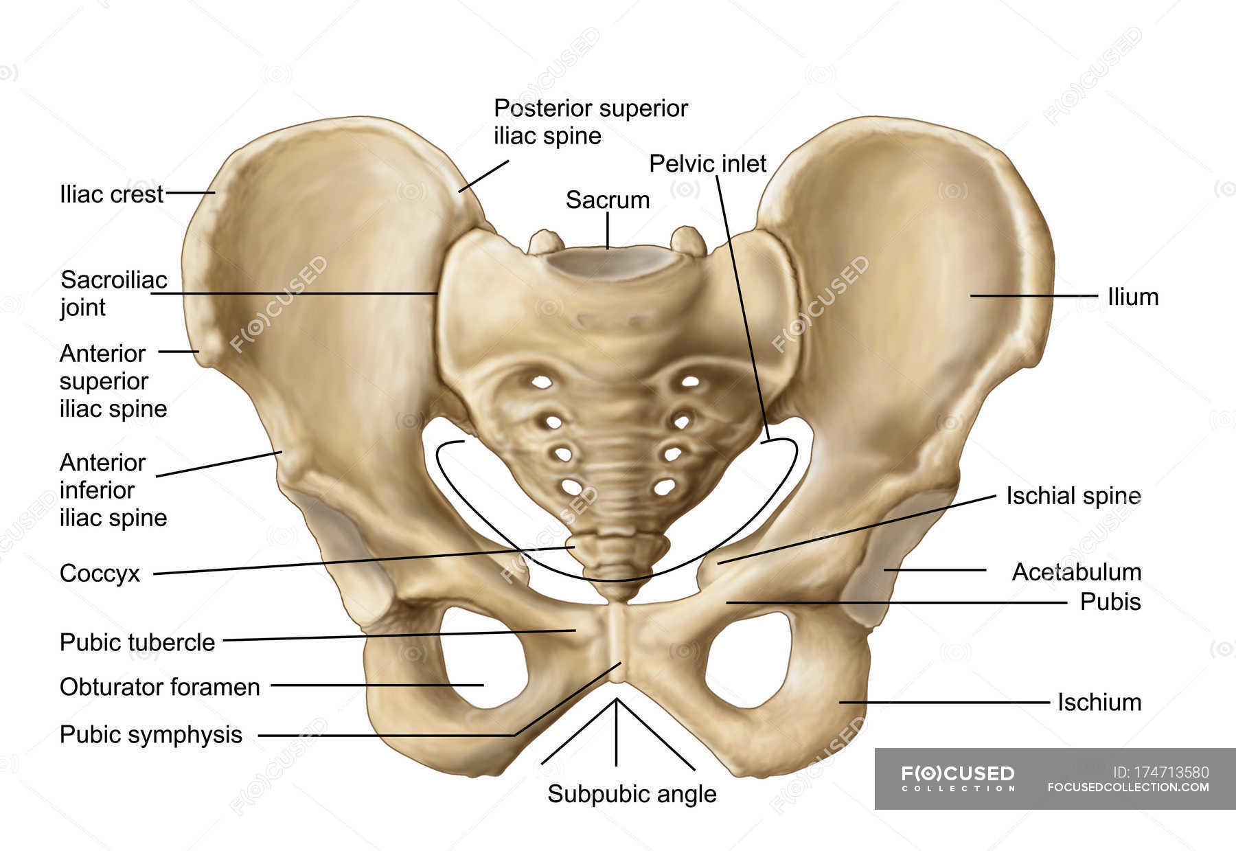 Anatomy of human pelvic bone with labels — three dimensional, medical 