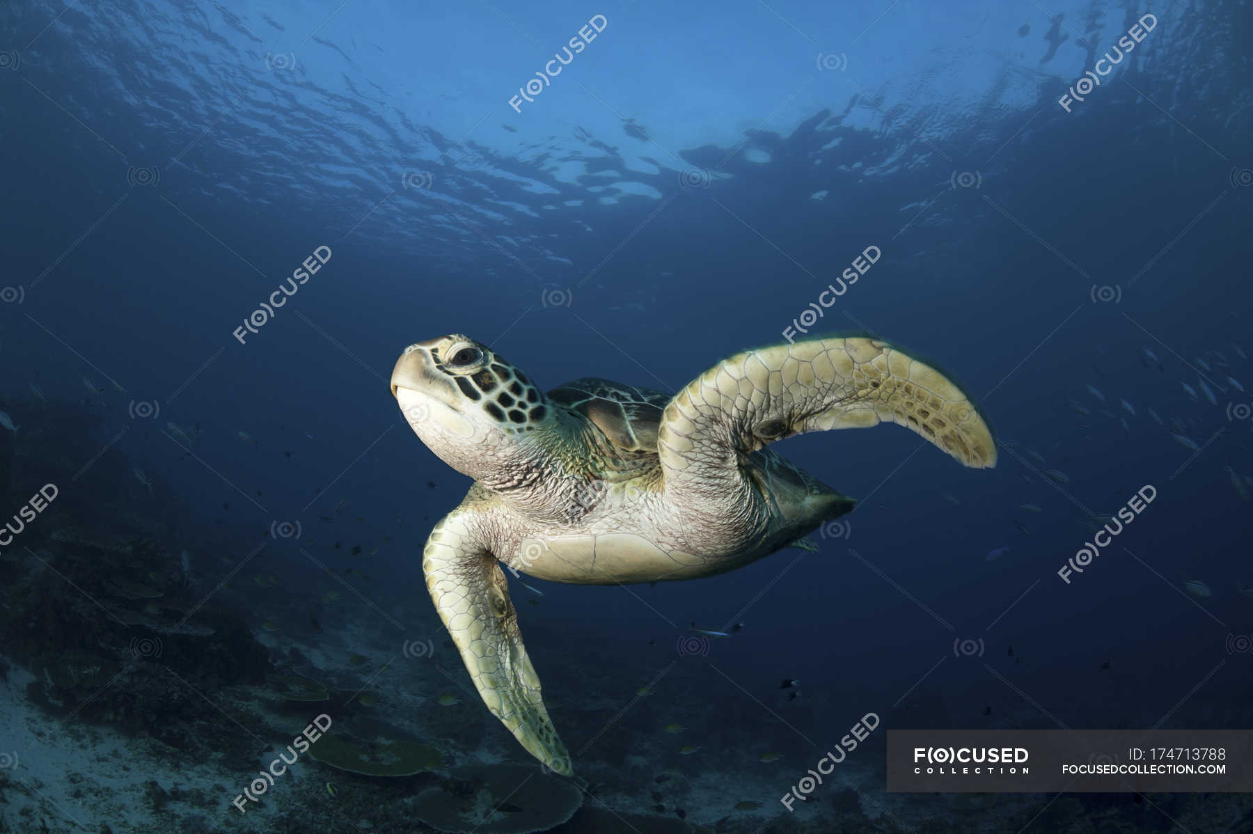 Green turtle swimming in blue water — reptile, undersea Stock Photo 174713788