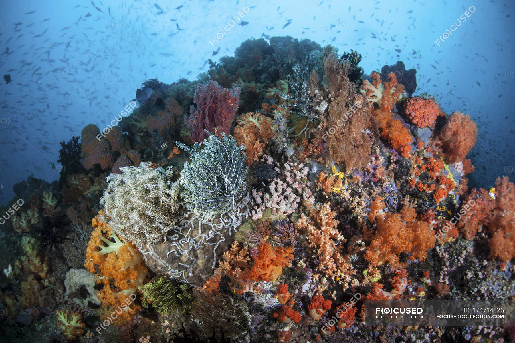 Colorful corals growing on reef — sponges, biology Stock Photo