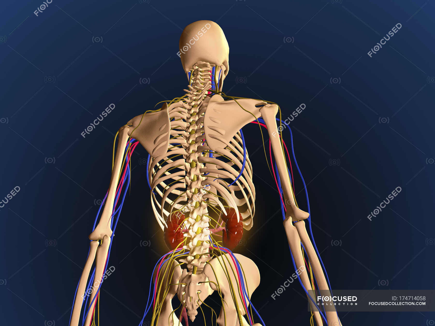 Rear View Of Human Skeleton Showing Kidneys And Nervous System Bones Physiology Stock Photo 174714058