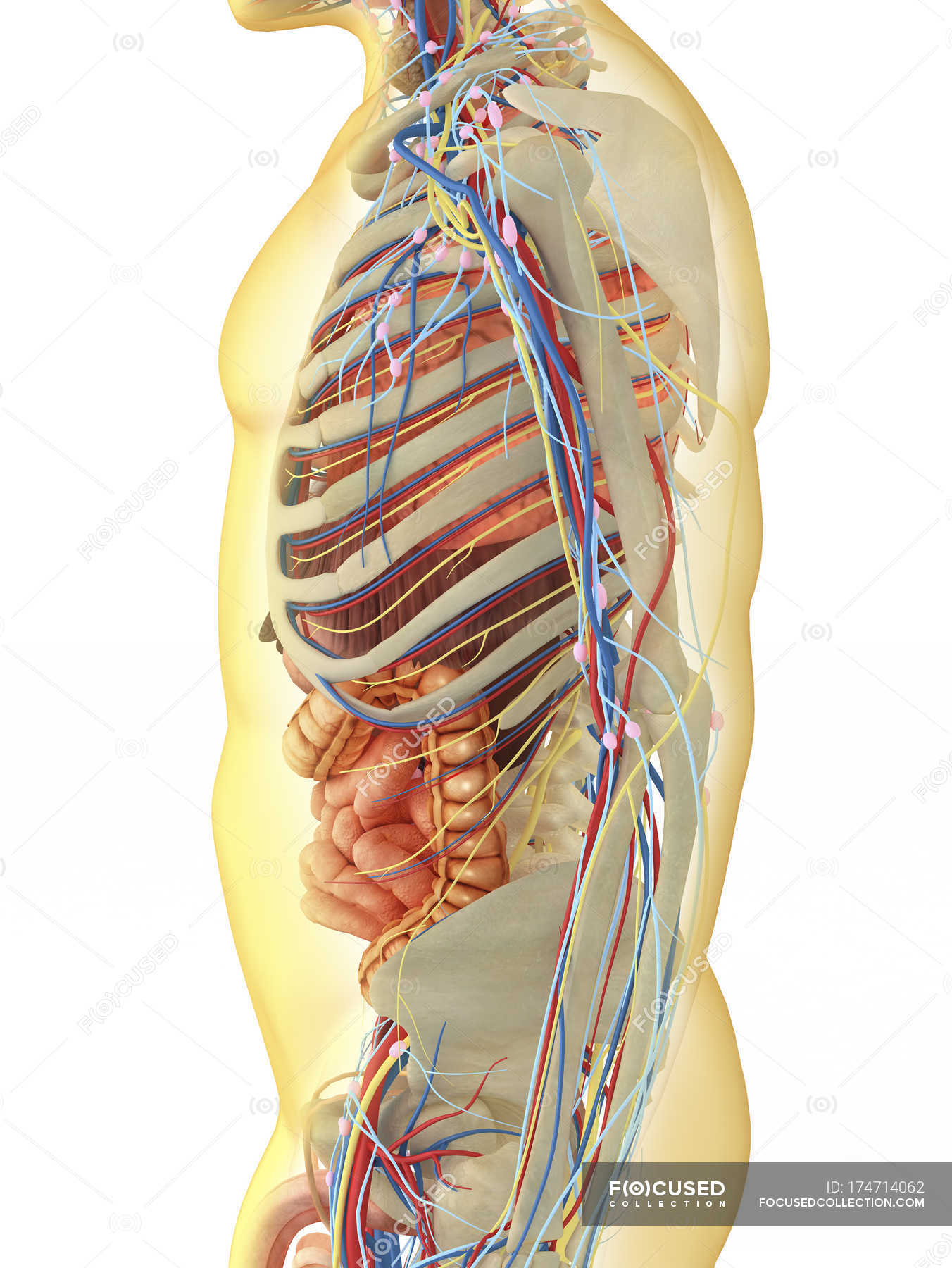 Transparent human body with internal organs, nervous ...