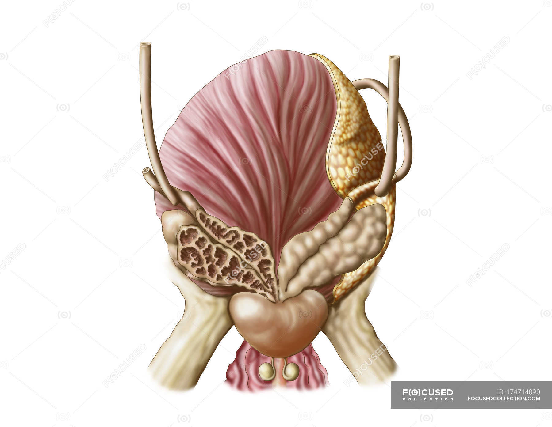 Reproductive organs - Stock Photos, Royalty Free Images | Focused