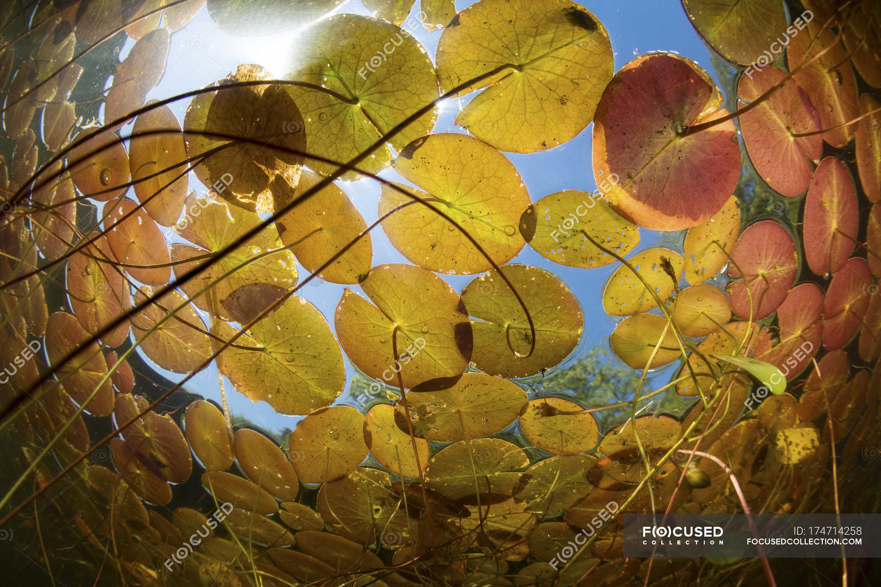 colorful-lily-pads-growing-in-freshwater-lake-plants-stems-stock