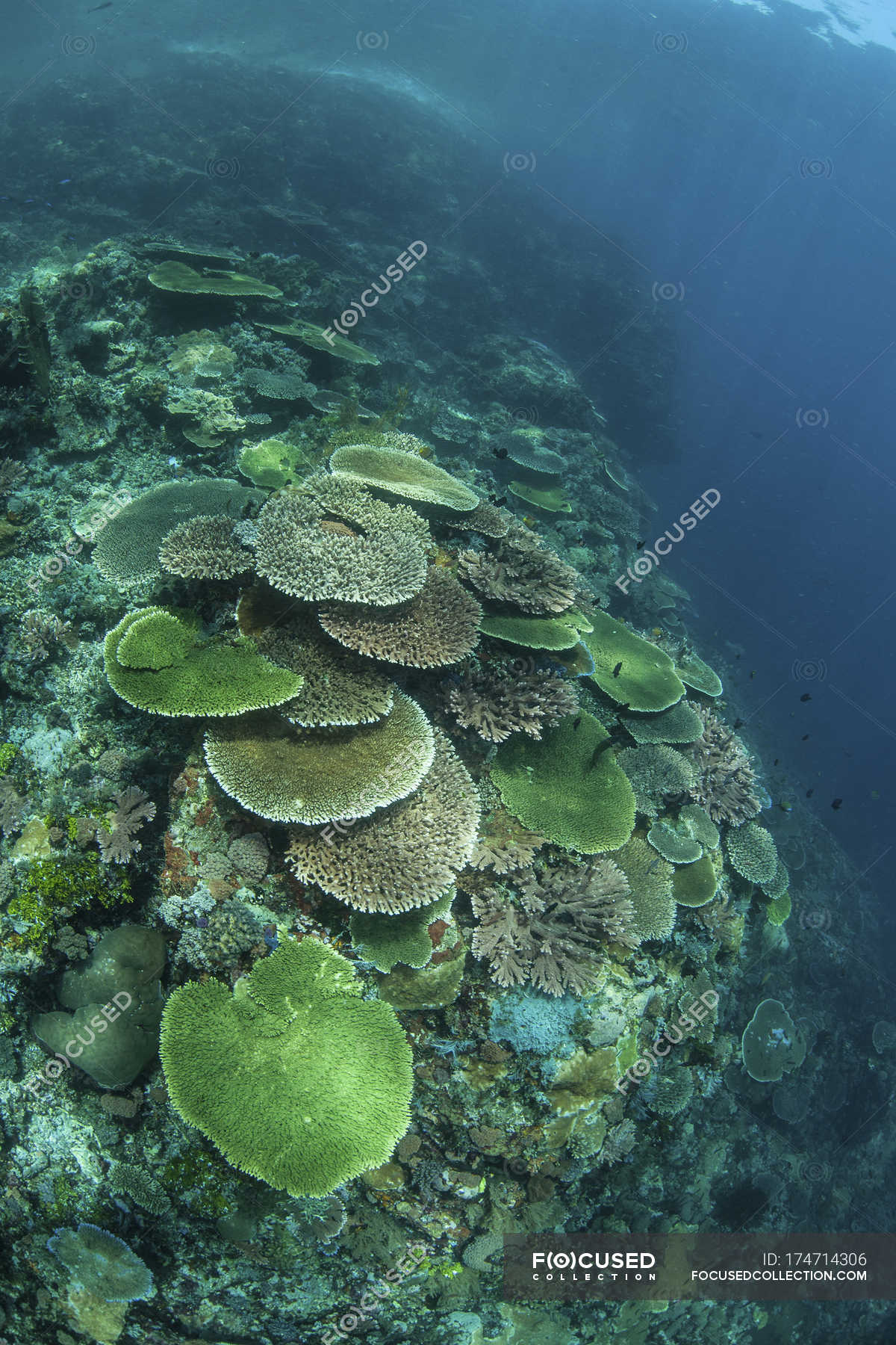 Healthy reef-building corals on reef — vertical, pacific ocean - Stock ...