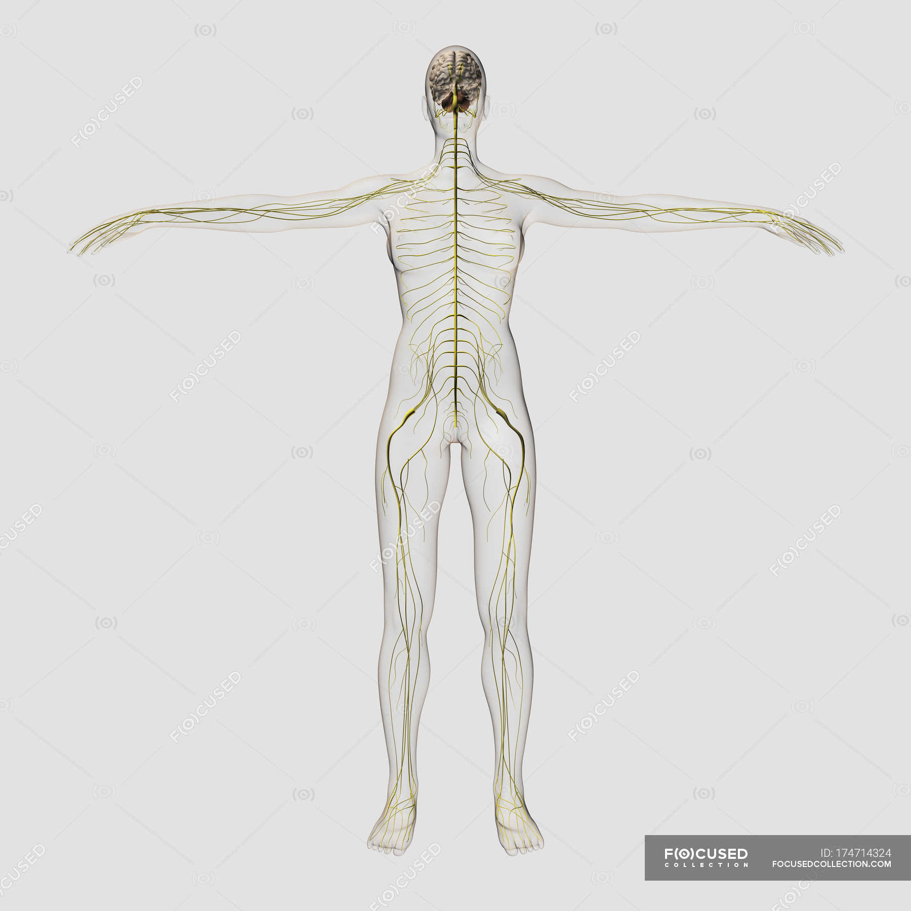 Medical illustration of the human nervous system and brain ...