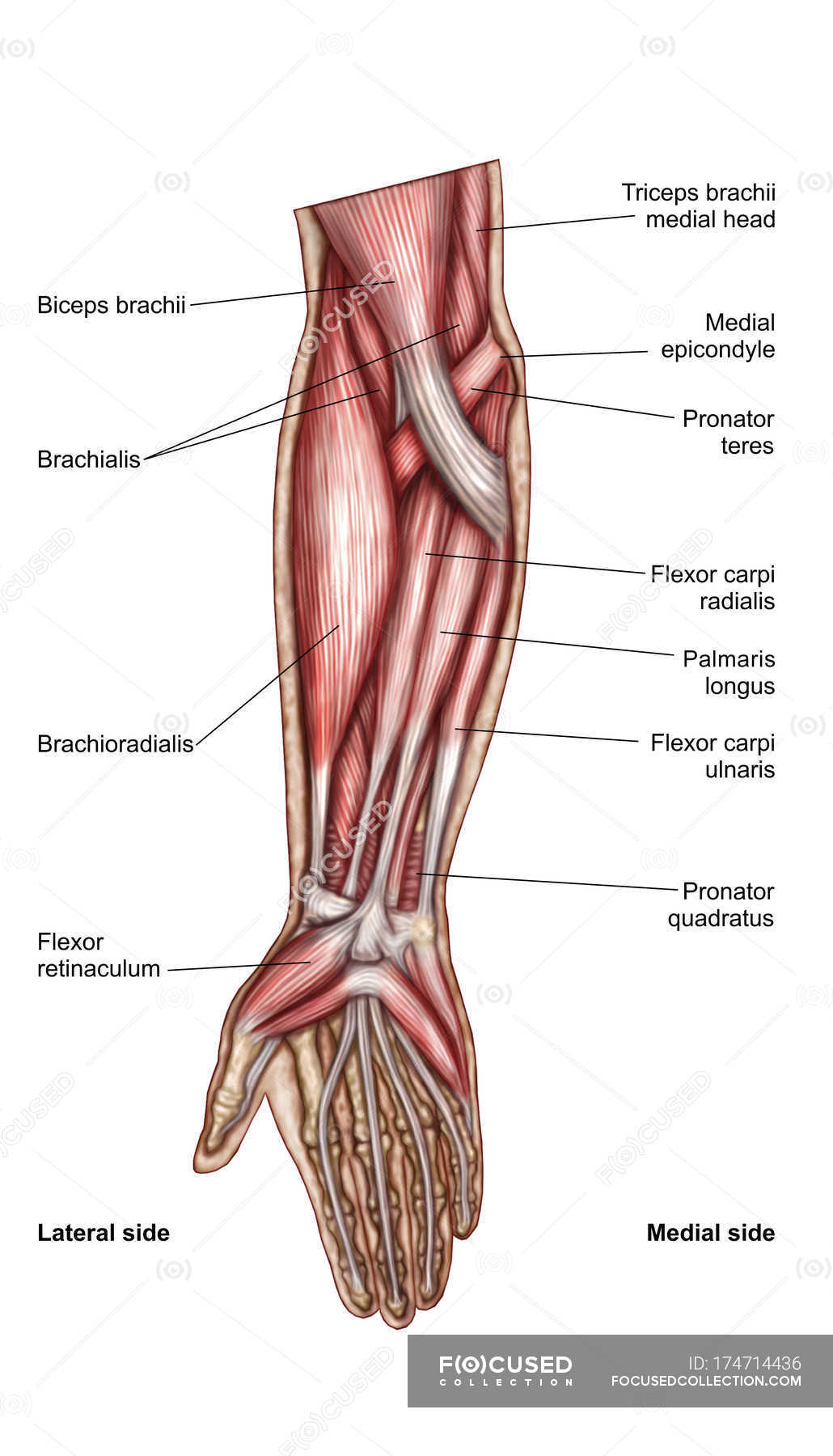 Art-labeling activity anterior muscles of the lower body