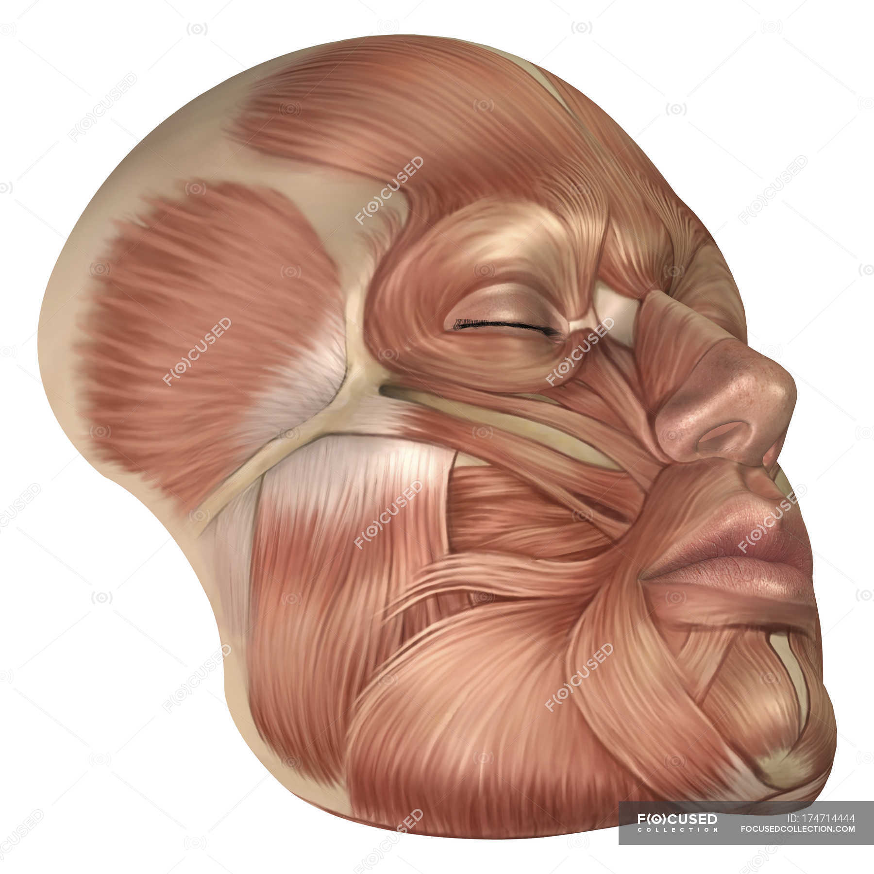 Anatomia dos músculos da face humana — Medicina, rosto Stock Photo