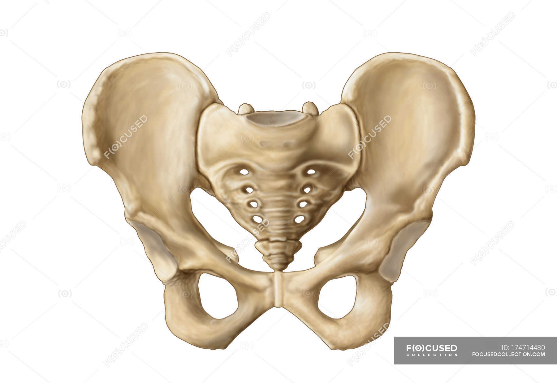 Medical illustration of human pelvic bone anatomy — symphysis, three