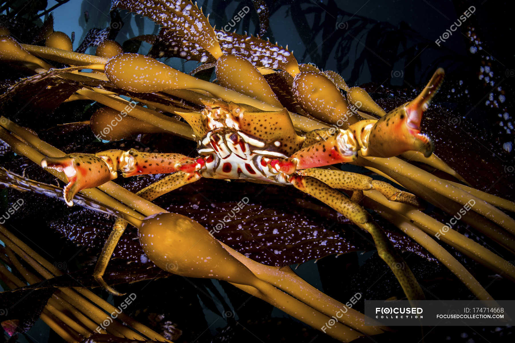 Kelp crab closeup shot — horizontal, undersea Stock Photo 174714668