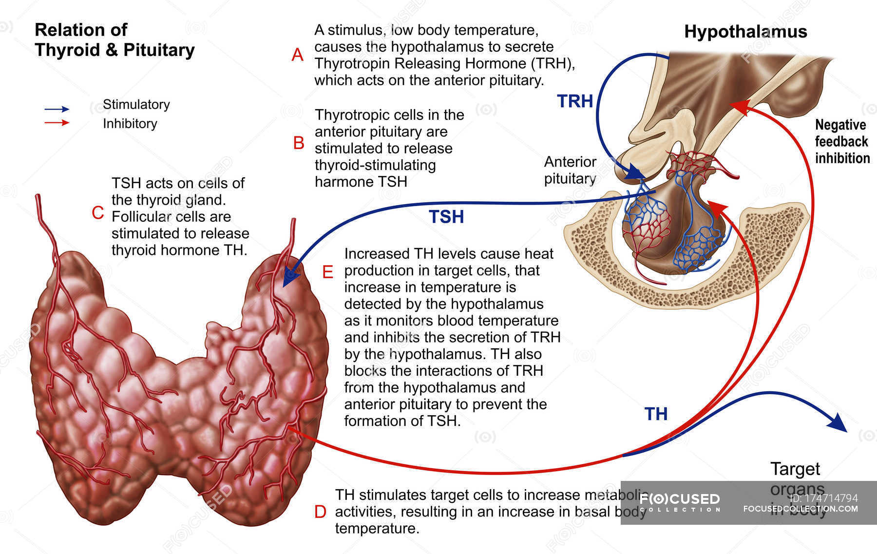 thyroid-nodule-cleveland-clinic