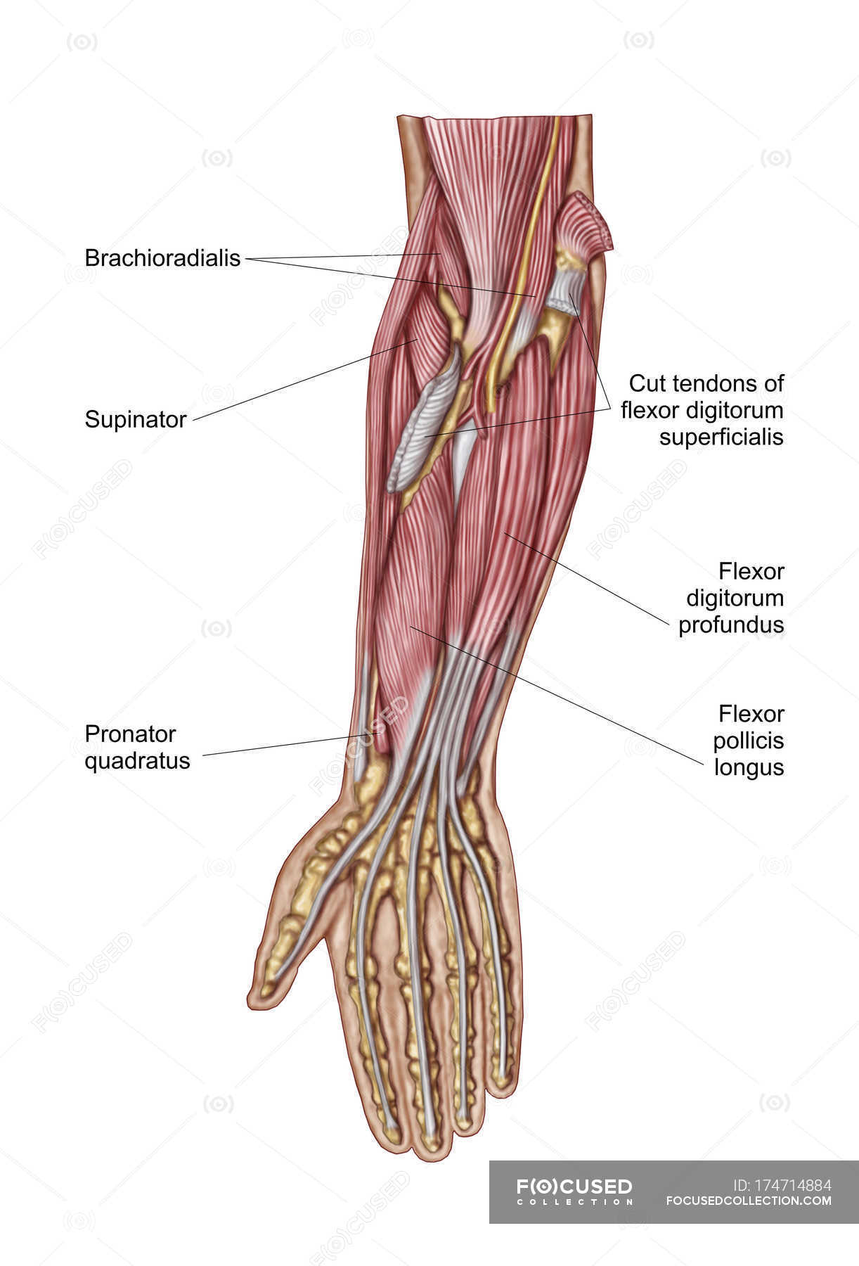 Anatomy of human forearm muscles with labels — Stock Photo | #174714884