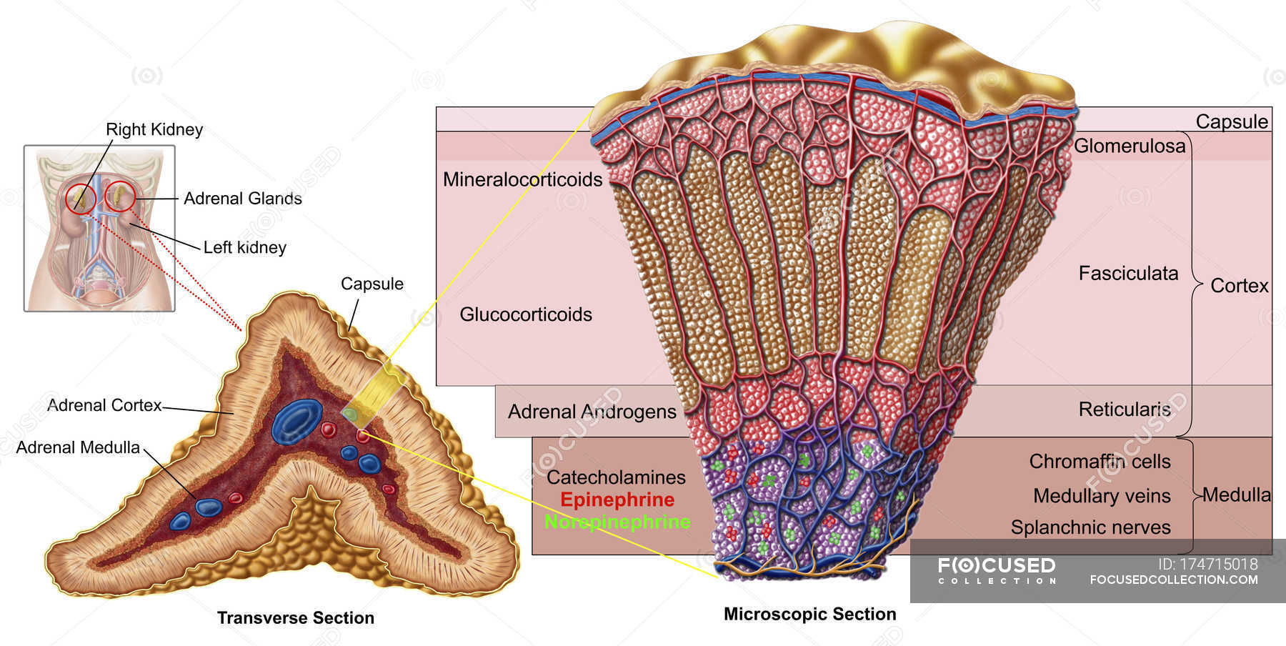 kidney with adrenal gland labeled