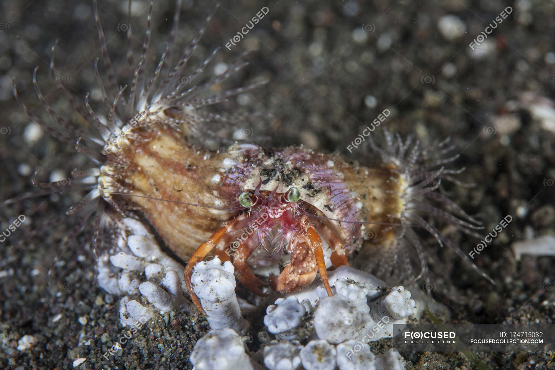 Anemone hermit crab on seafloor — shell, habitat - Stock Photo | #174715032