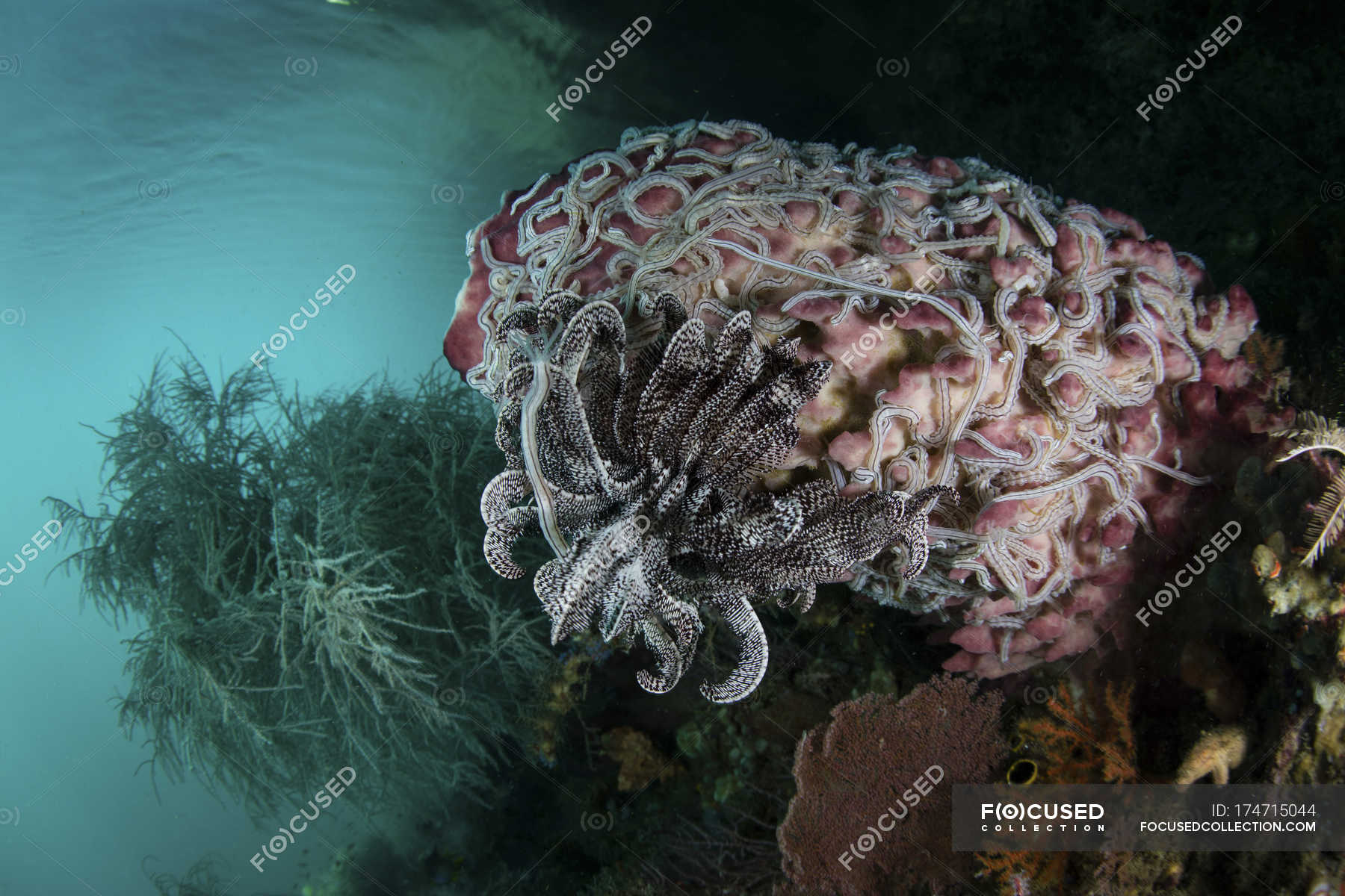 Crinoid and sea cucumbers on barrel sponge — coral triangle, Sea fans